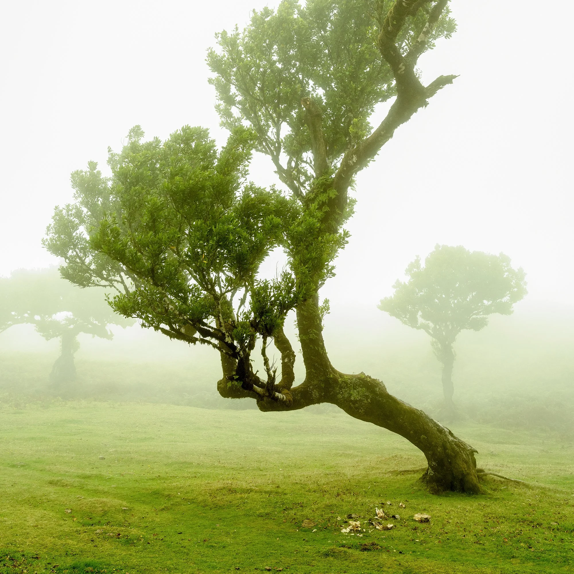 © 2021 Gerald Berghammer - A bent, twisted tree with green leaves in a foggy landscape with other trees in the background. Print detail 1
