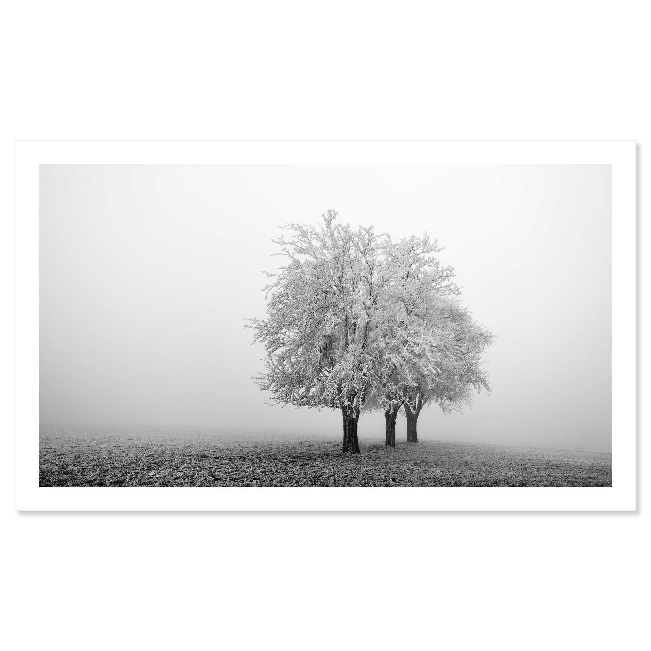 Frozen Apple Trees Panorama Study 1 as an archival fine art print by Gerald Berghammer, showing frost-covered apple trees in Austria.