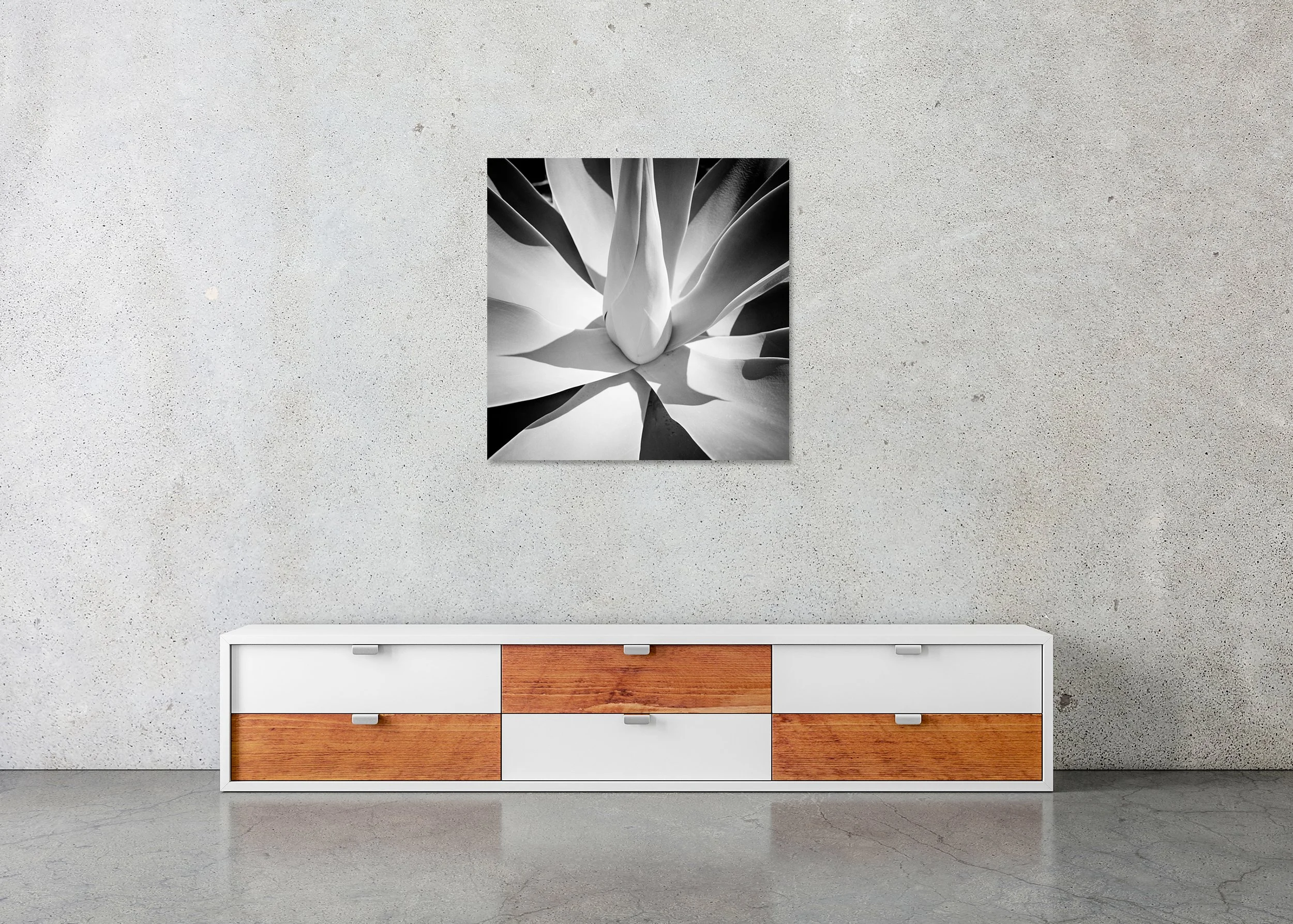 Minimalist black-and-white agave photographed from above, clean lines and strong contrast; photo print mounted to Dibond with a clean frameless finish.