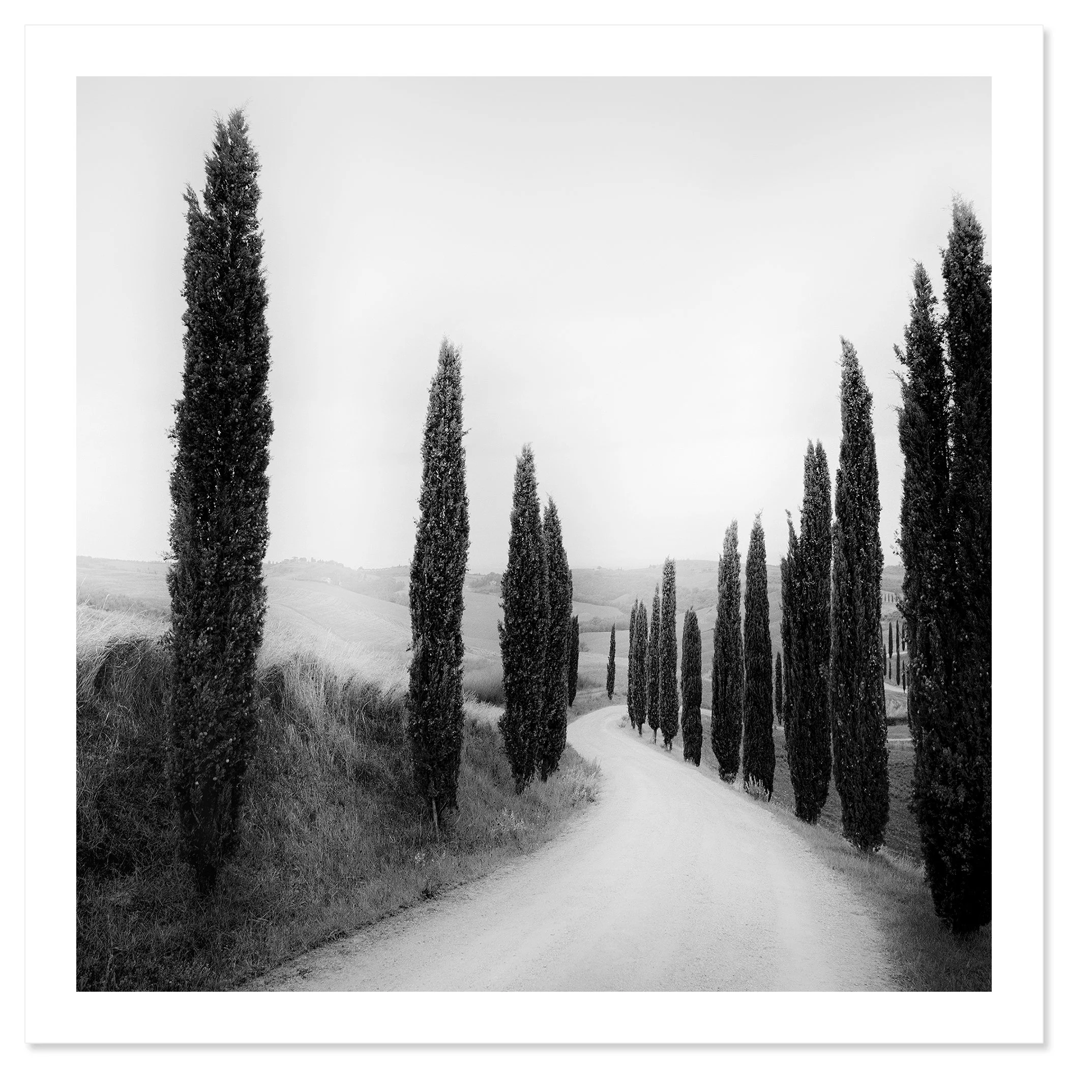 Path Lined with Cypress Trees by Gerald Berghammer shown as a fine art print with a white border.