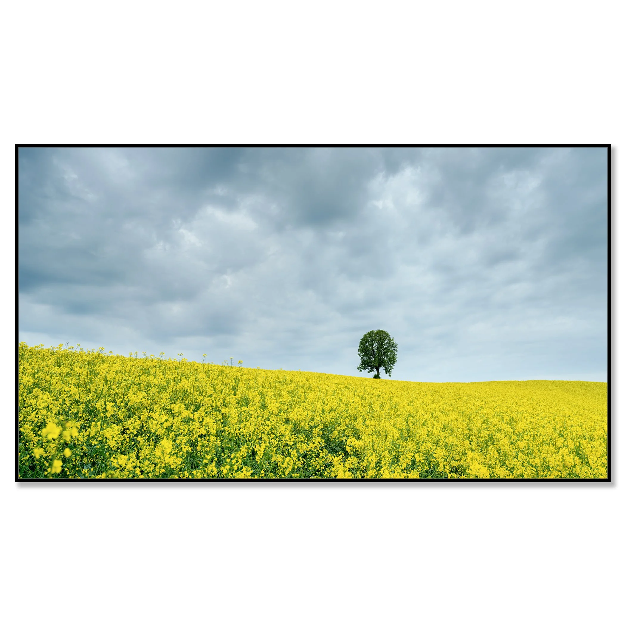 Tree in a Yellow Rapeseed Field by Gerald Berghammer, colour photograph on aluminium Dibond in a black aluminium ArtBox frame.