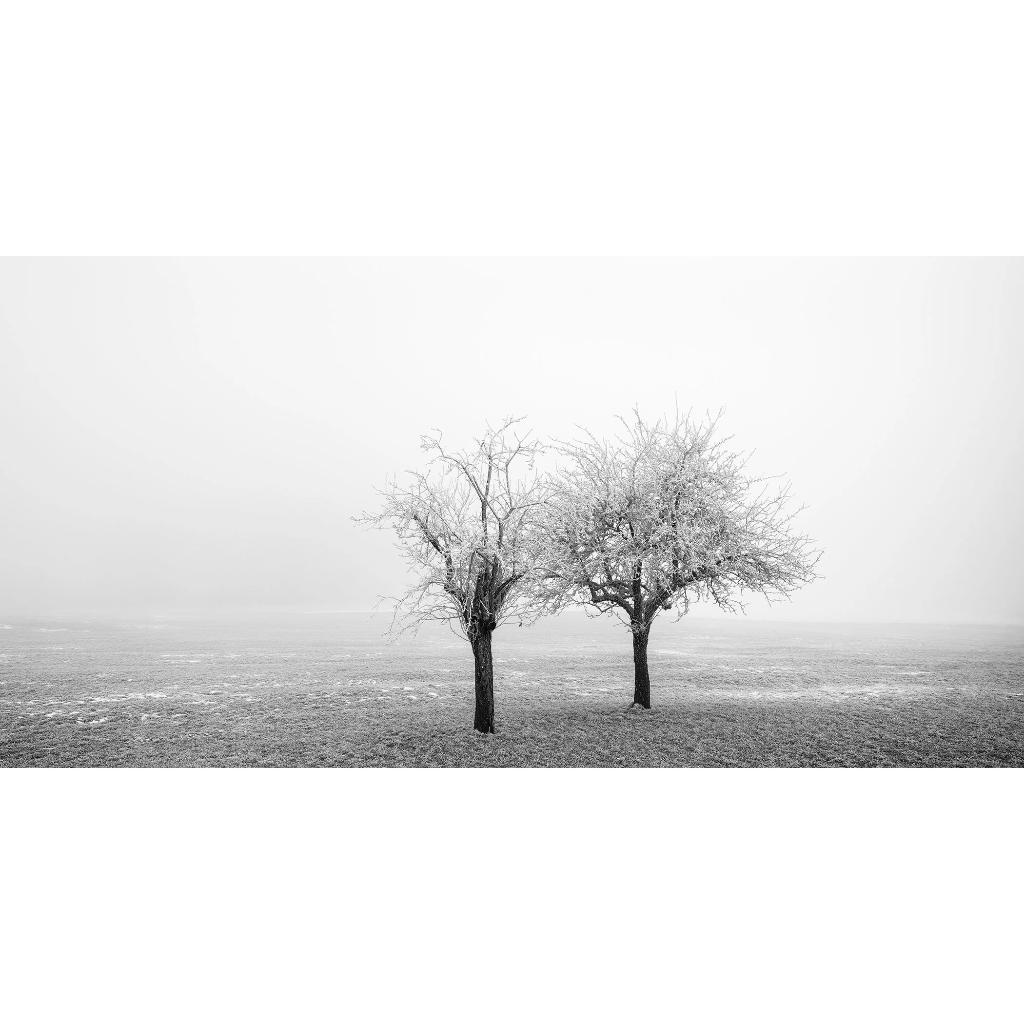 Frozen Trees in a Field Panorama Study 1, minimalist black-and-white winter landscape with two frost-covered trees in Austria by Gerald Berghammer.