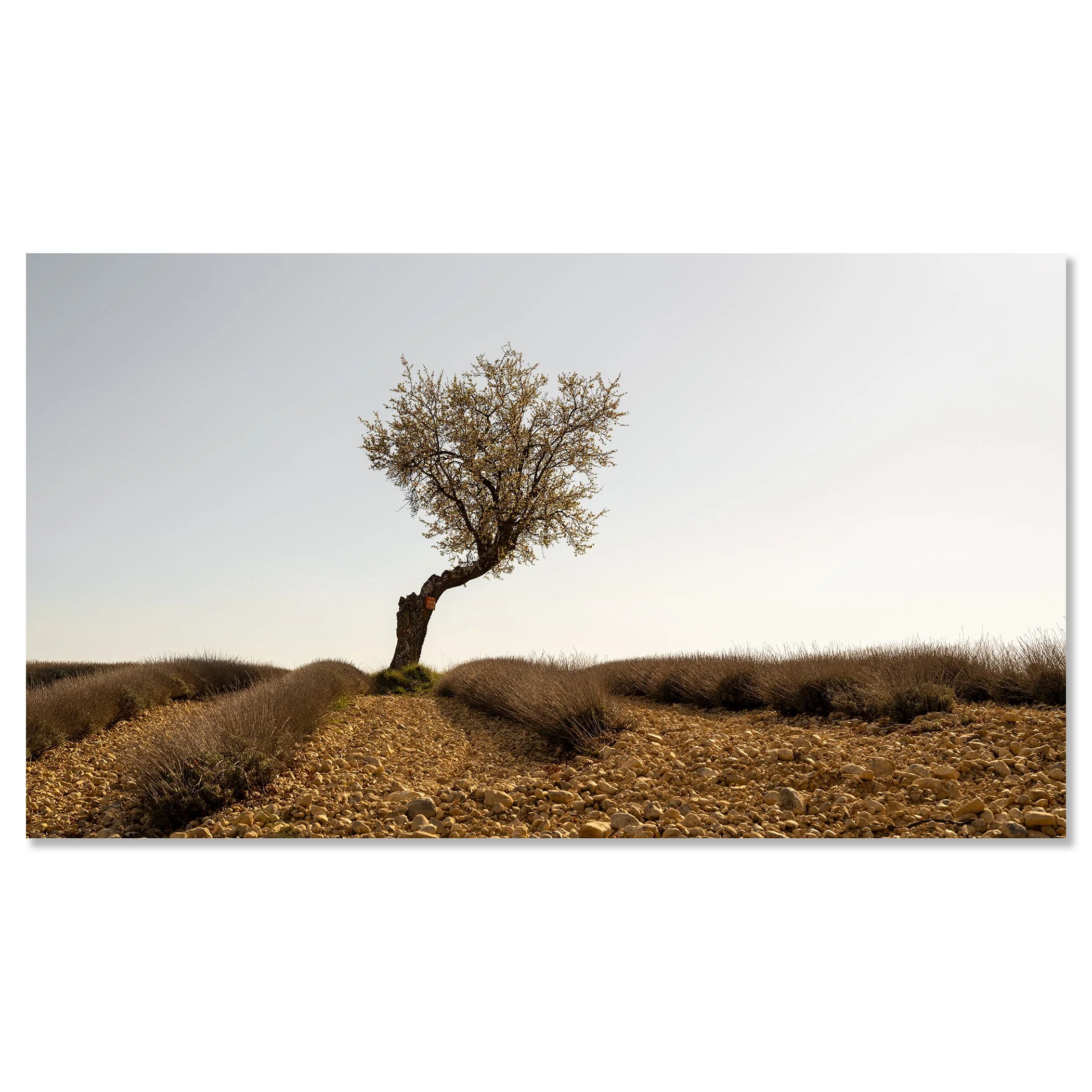 Lavender Field with Tree, Study 1 – colour photograph mounted on aluminium Dibond with a frameless finish.
