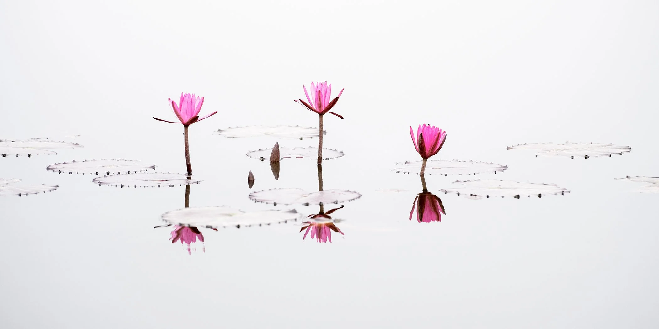 Minimalist fine art photograph of pink water lilies reflected on calm water against a clean white background.