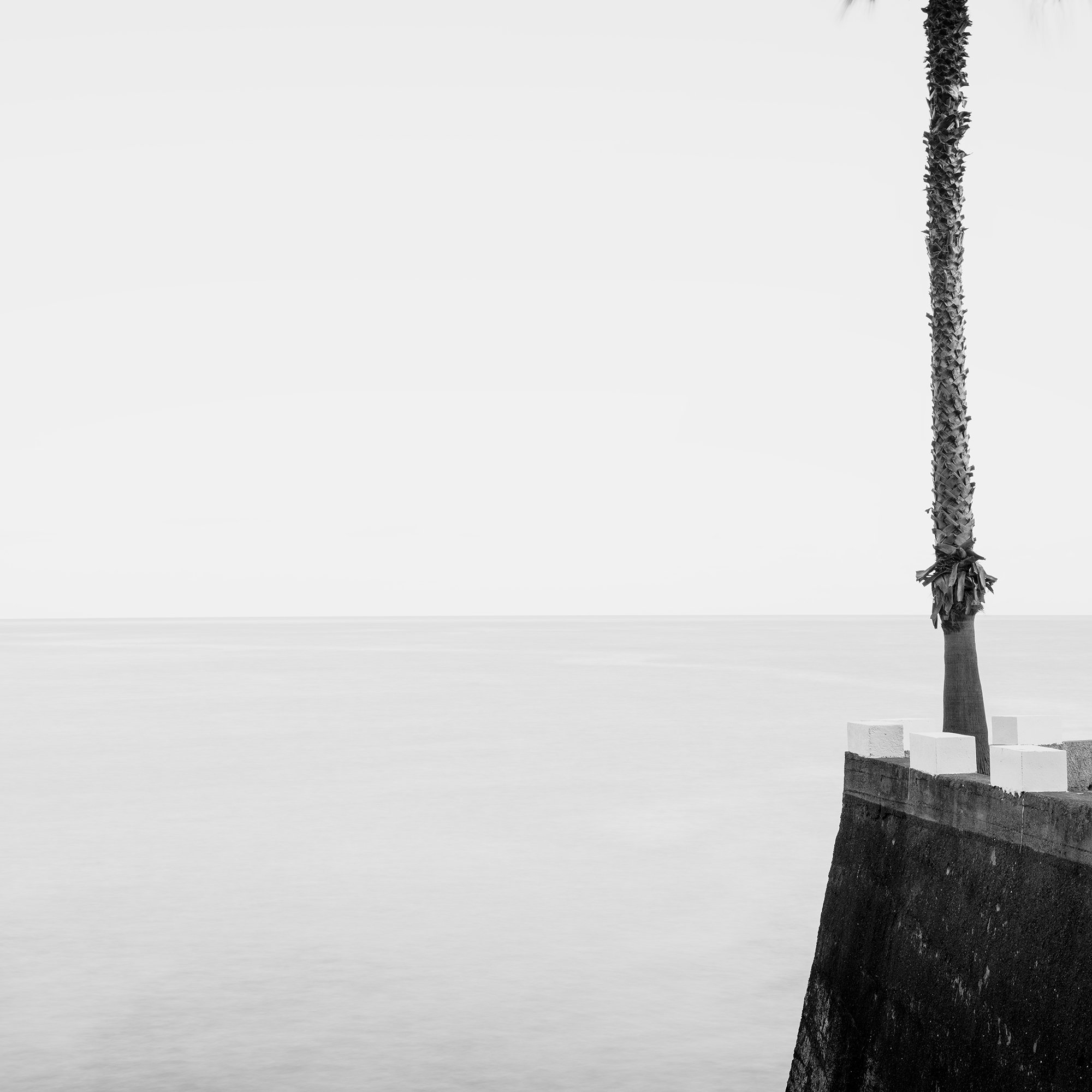 Detail of Parking Lot with Palm Trees by Gerald Berghammer, minimalist black-and-white fine art photograph from Madeira, Portugal.