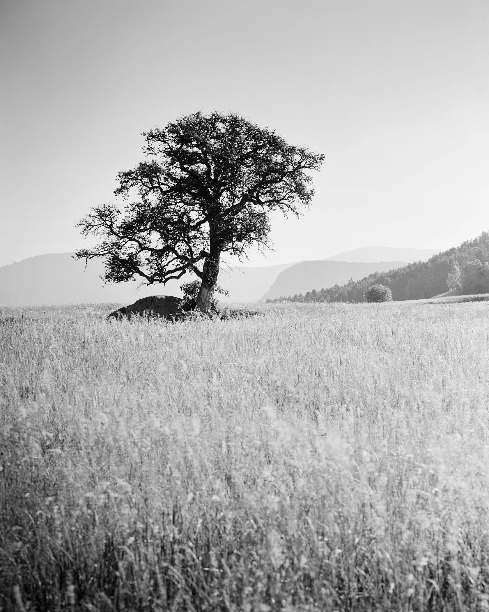 Morning Sun by Gerald Berghammer, black-and-white fine art landscape photograph of a solitary tree on Seiser Alm in the Dolomites, Italy.