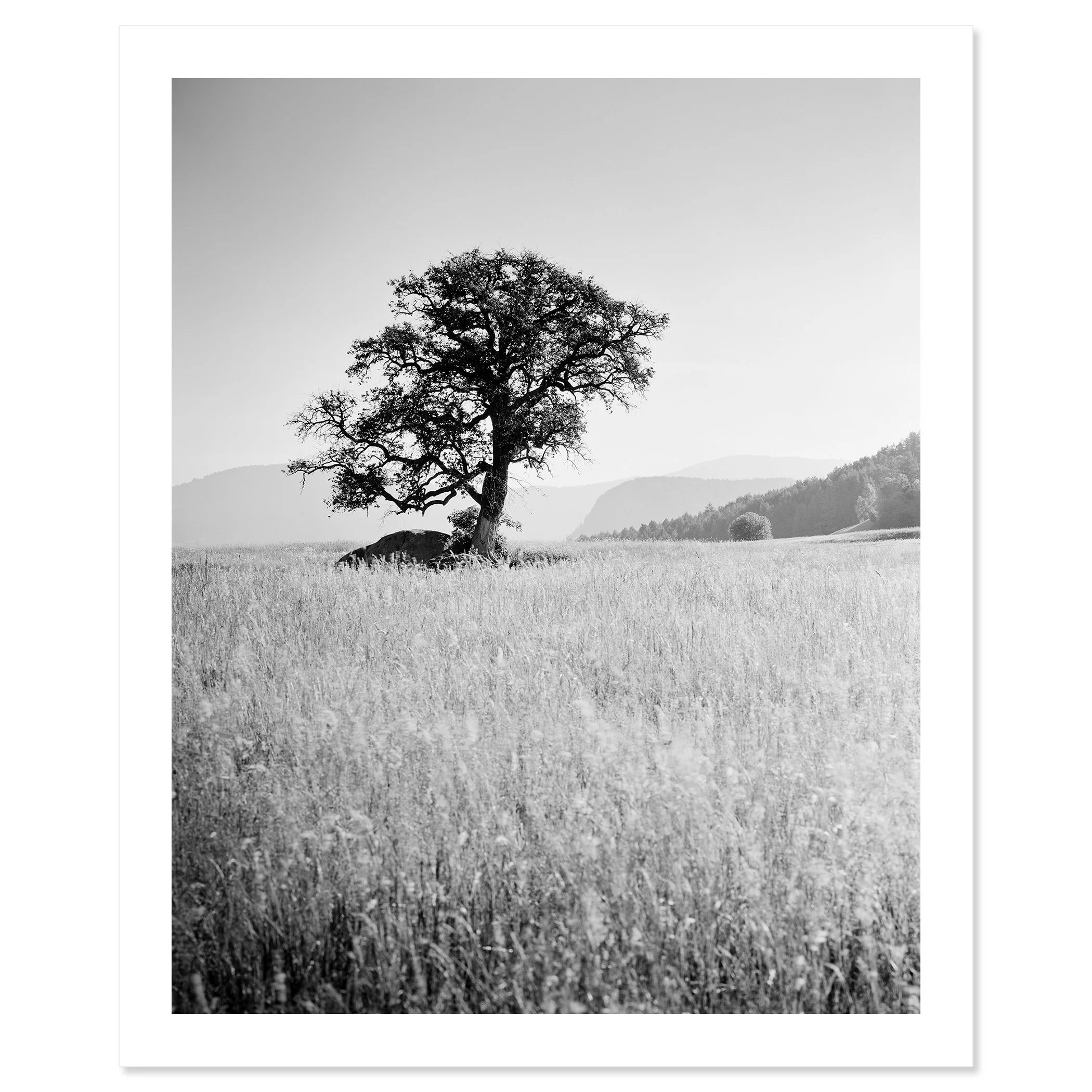 Morning Sun by Gerald Berghammer as an archival pigment print with white border, featuring a solitary tree on Seiser Alm, Italy.