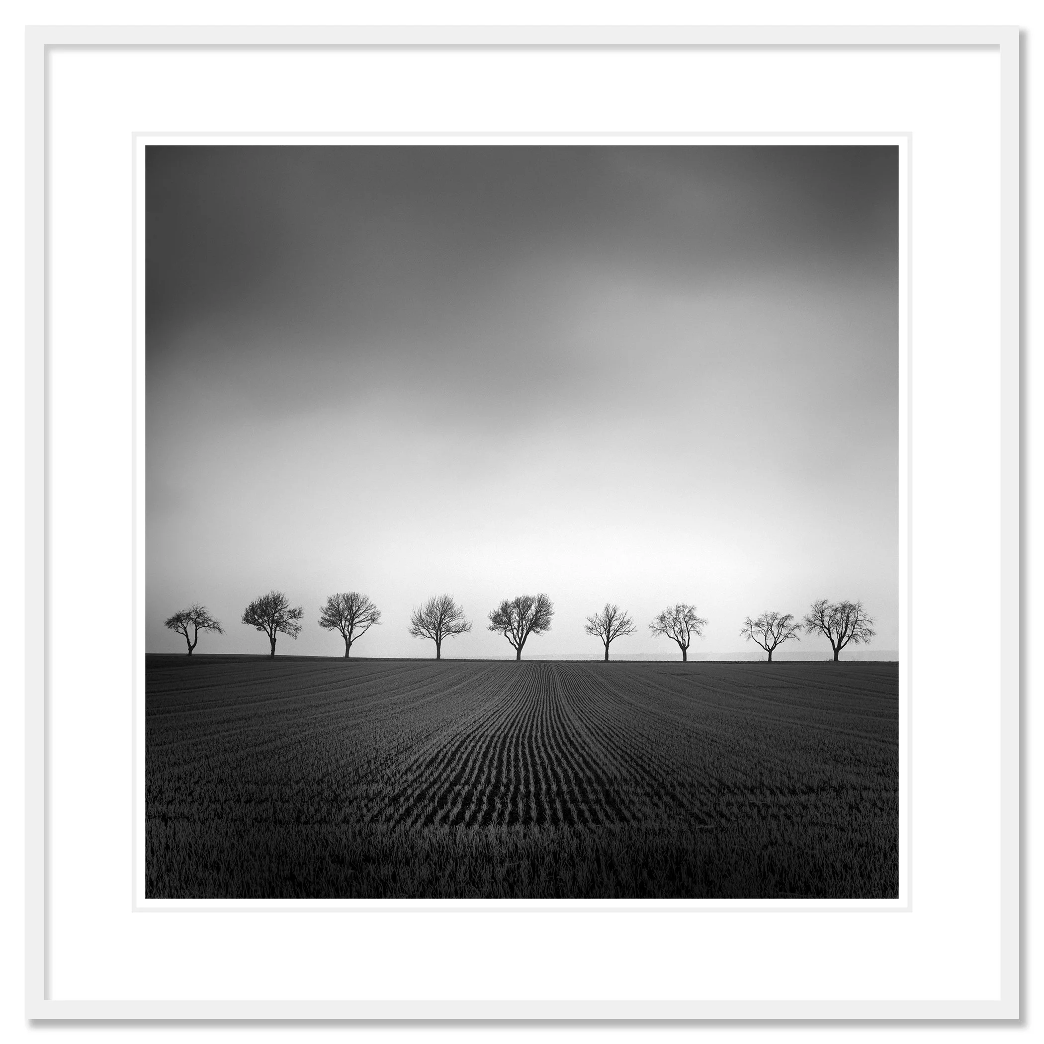 Nine Cherry Trees Study 2 – archival pigment print in a white aluminium frame with a white museum-quality mount by Gerald Berghammer.