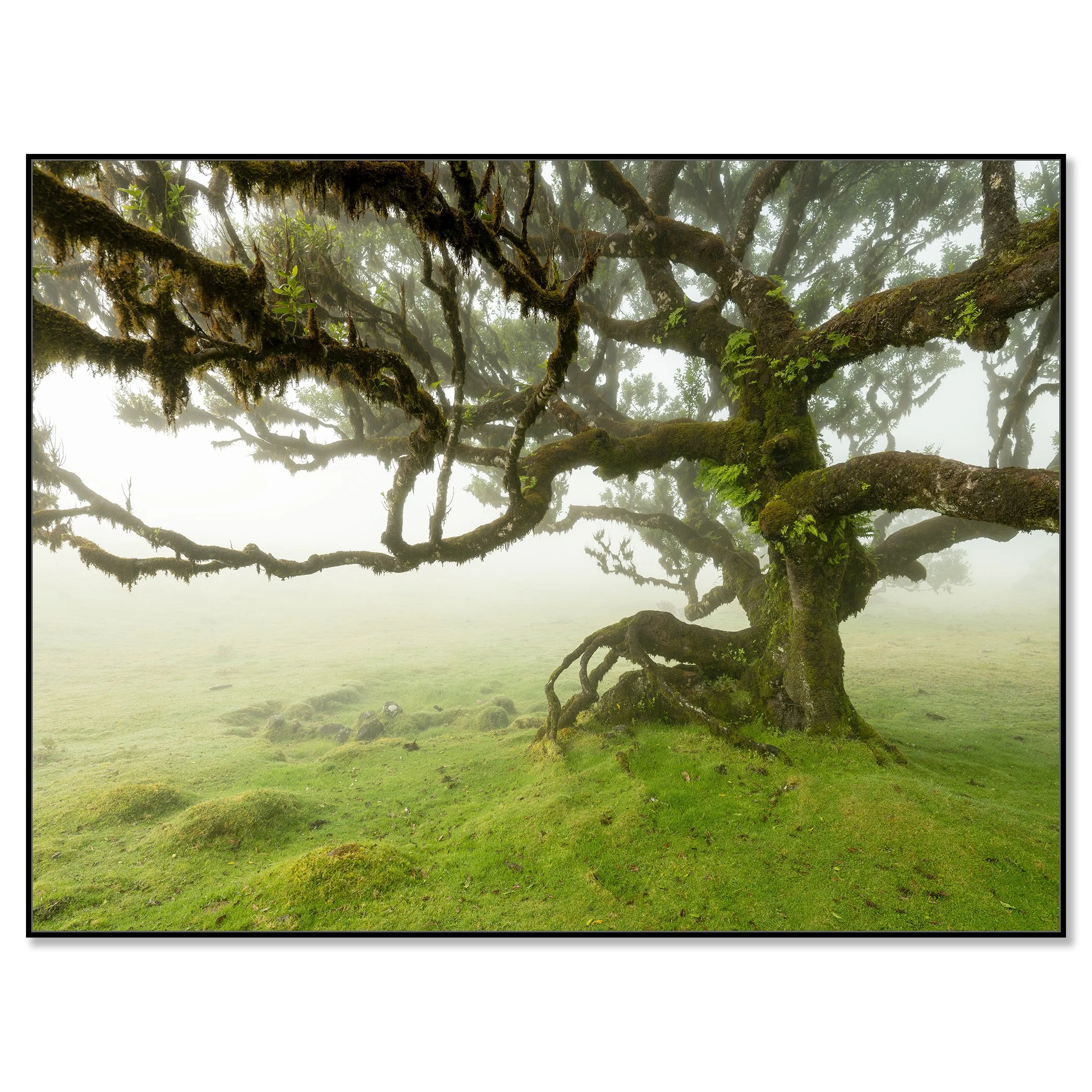 Moss-covered ancient tree with twisted branches in a misty meadow on Madeira Island – framed Artbox black