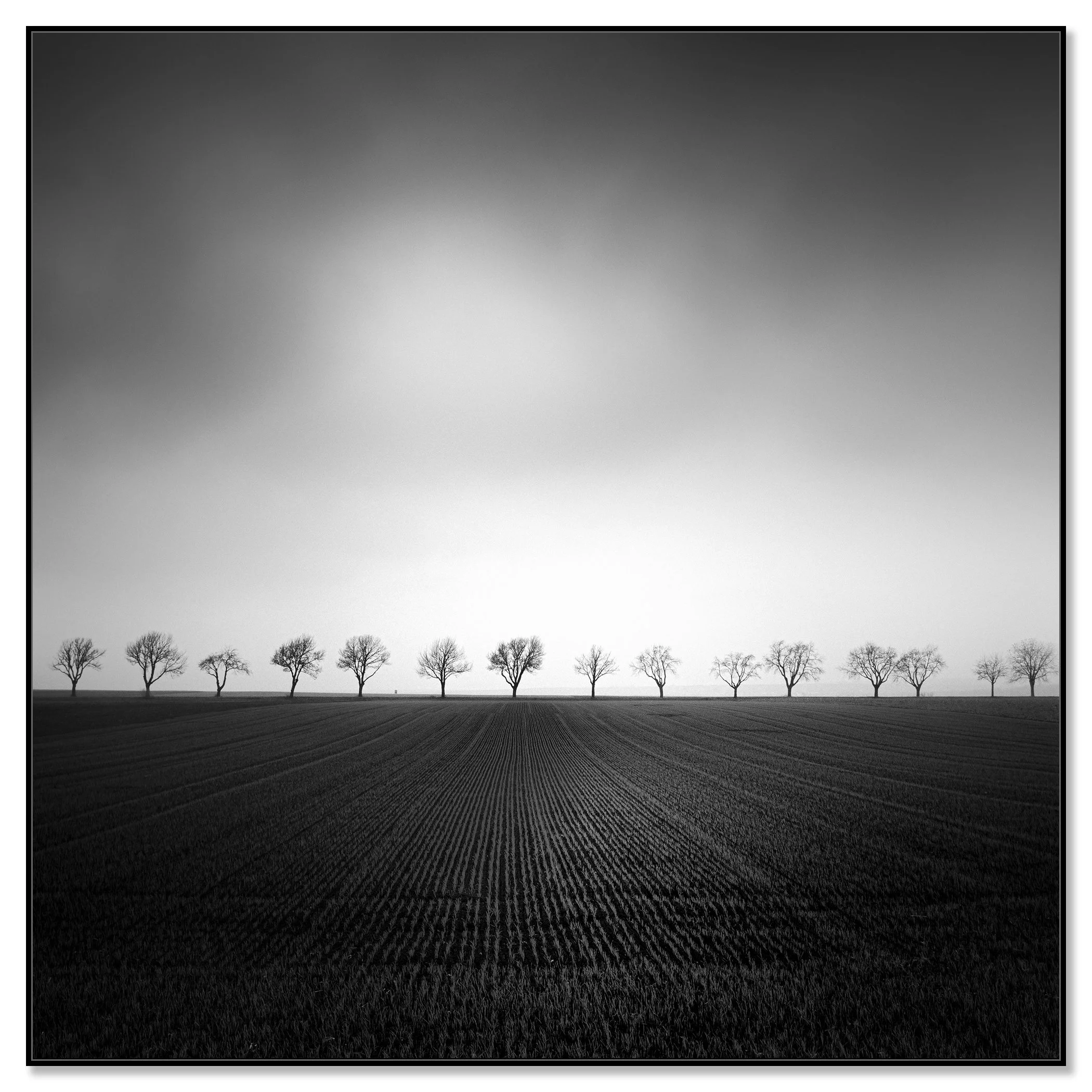 Cherry Tree Avenue, Study 2 – black-and-white ChromaLuxe print in a black aluminium ArtBox. Photo by Gerald Berghammer.