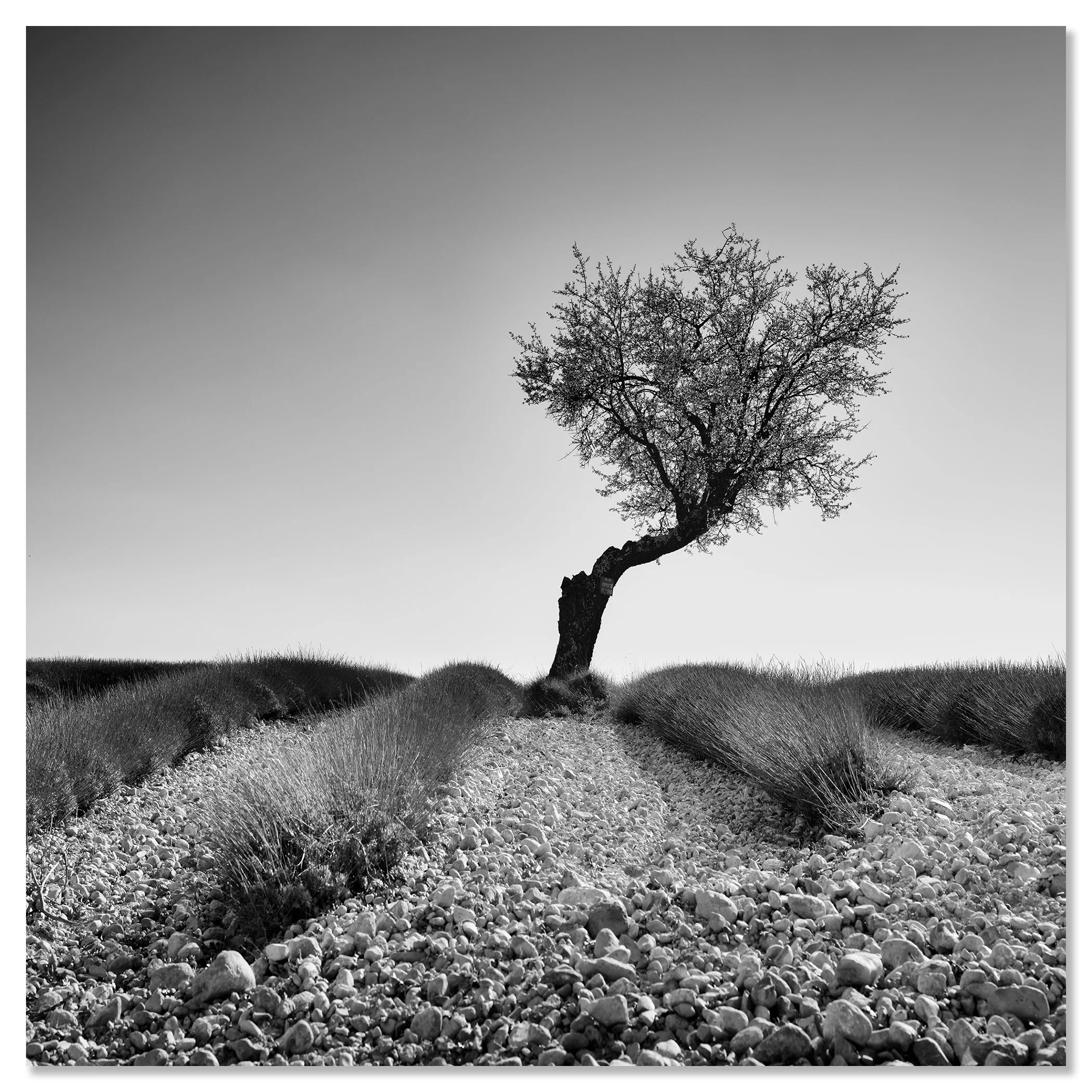 Tree in a Stony Lavender Field Study 1, frameless black-and-white photograph mounted on aluminium Dibond by Gerald Berghammer.
