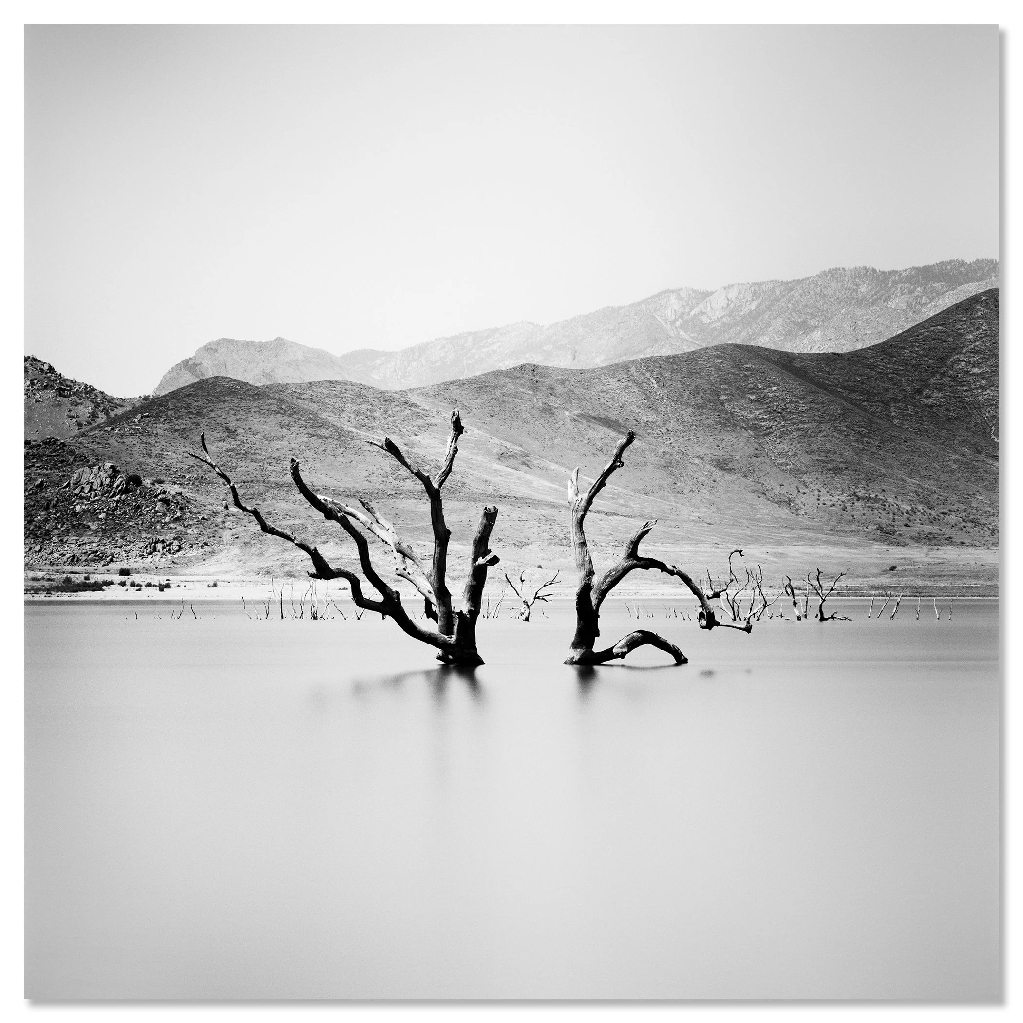 Minimalist black-and-white landscape photo of dead tree trunks in calm water with distant branches and mountains – dibond frameless