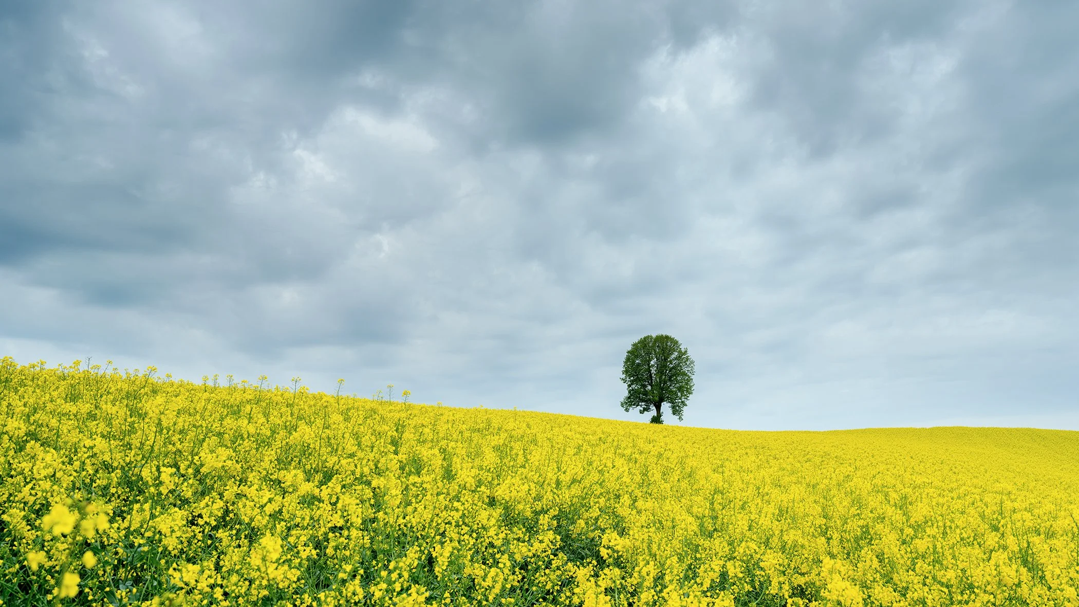 Tree in a Yellow Rapeseed Field by Gerald Berghammer, panoramic colour fine art photograph of a solitary tree in an Austrian rapeseed field.