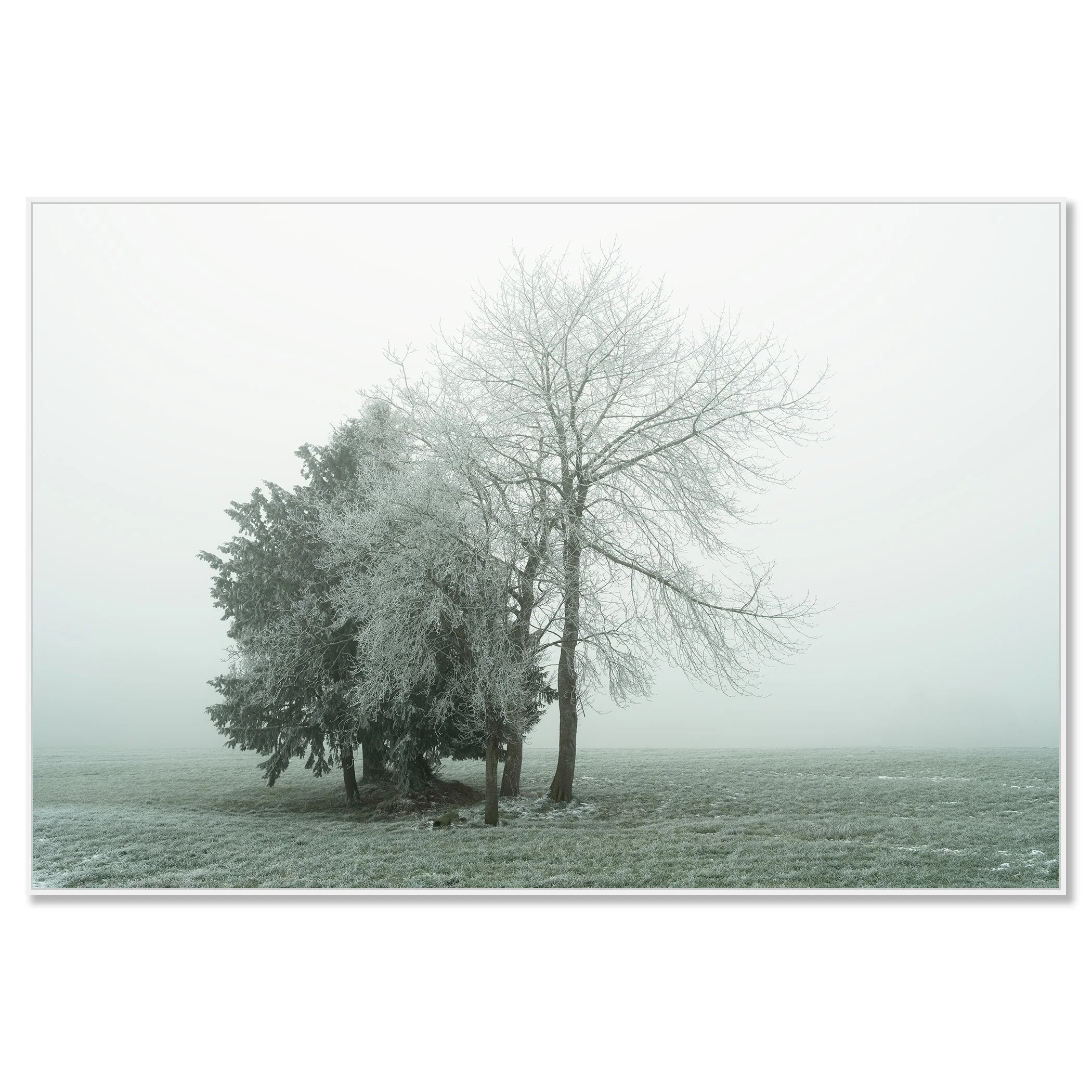 Gerald Berghammer - Color minimalist landscape photography. Frost-covered trees in a foggy winter landscape with green grass. Chomaluxe framed white