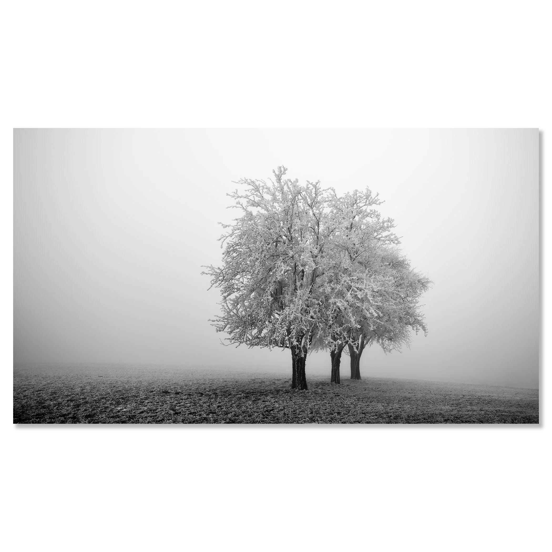 Winter scene with frost-covered trees in dense mist over an open field – dibond frameless