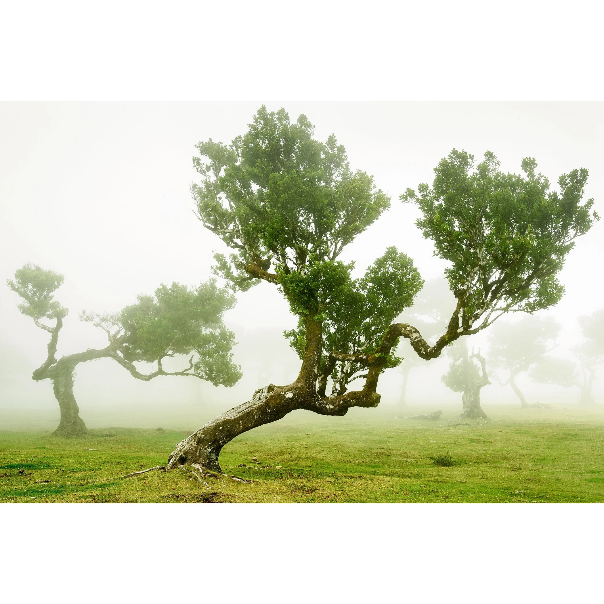 © 2021 Gerald Berghammer - Wind-shaped trees in a green meadow surrounded by soft morning fog, creating a calm, atmospheric landscape.
