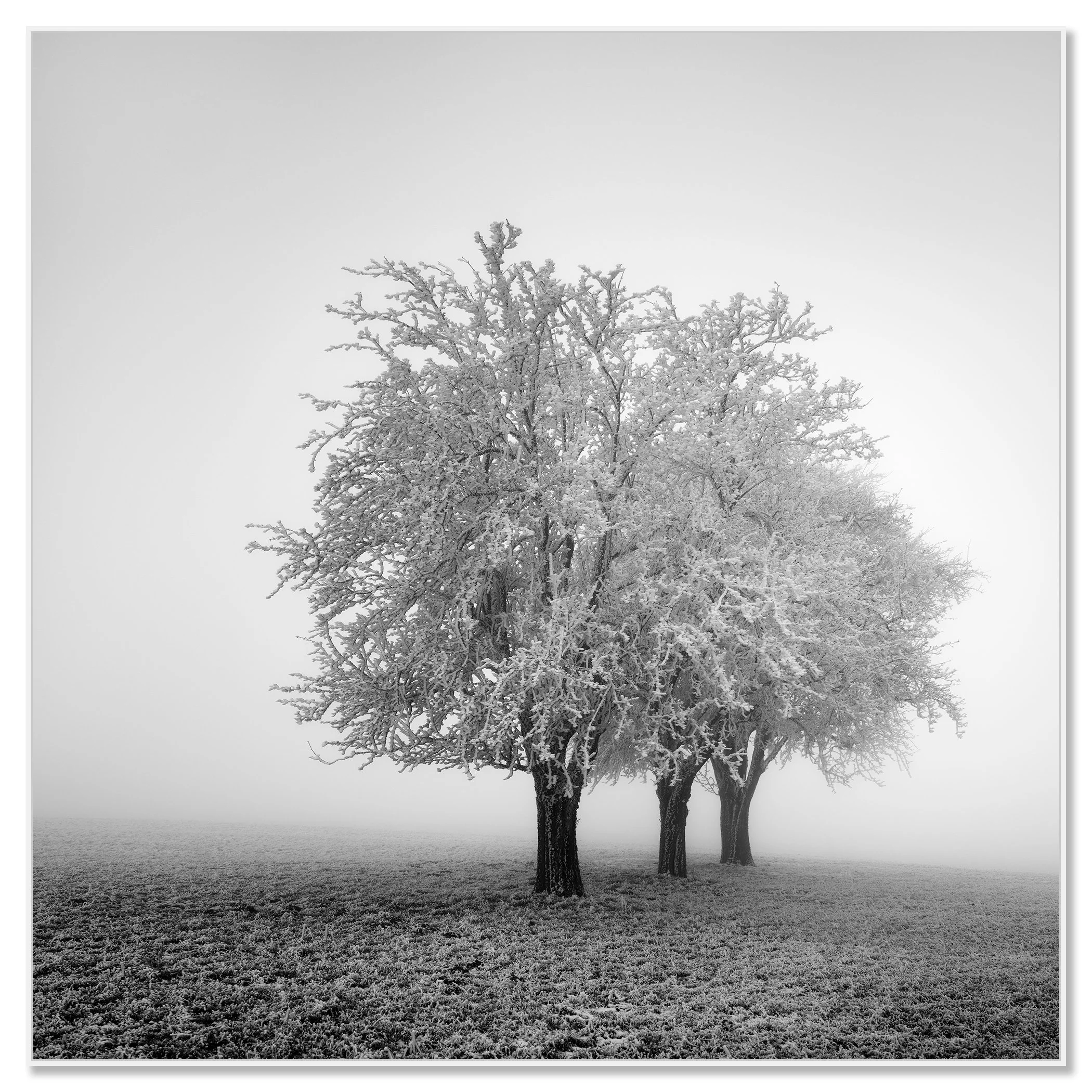 Frozen Apple Trees Study 2 mounted on aluminium Dibond in a white ArtBox frame by Gerald Berghammer.