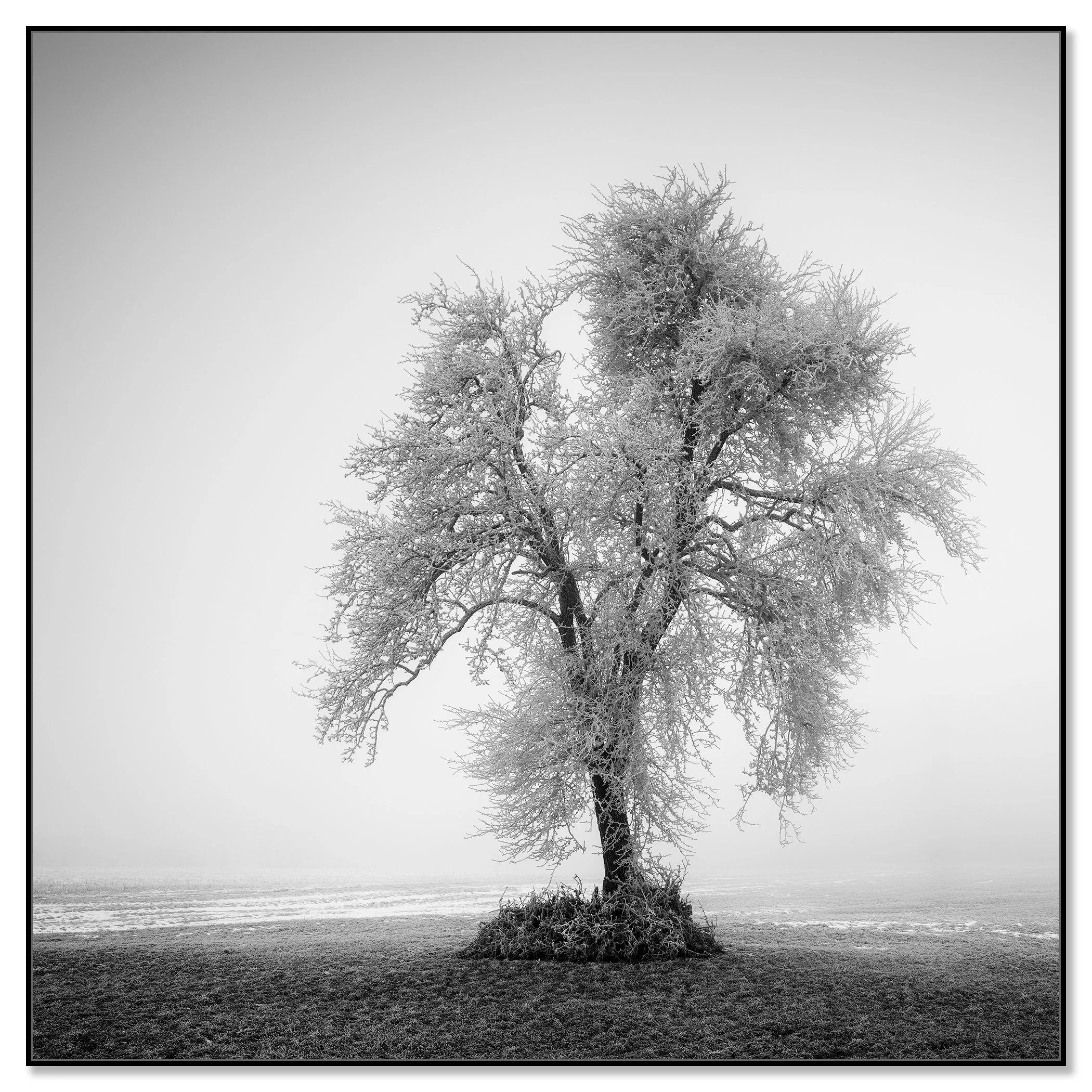 Solitary tree with frost-covered branches on grass in a foggy winter landscape – framed ArtBox black