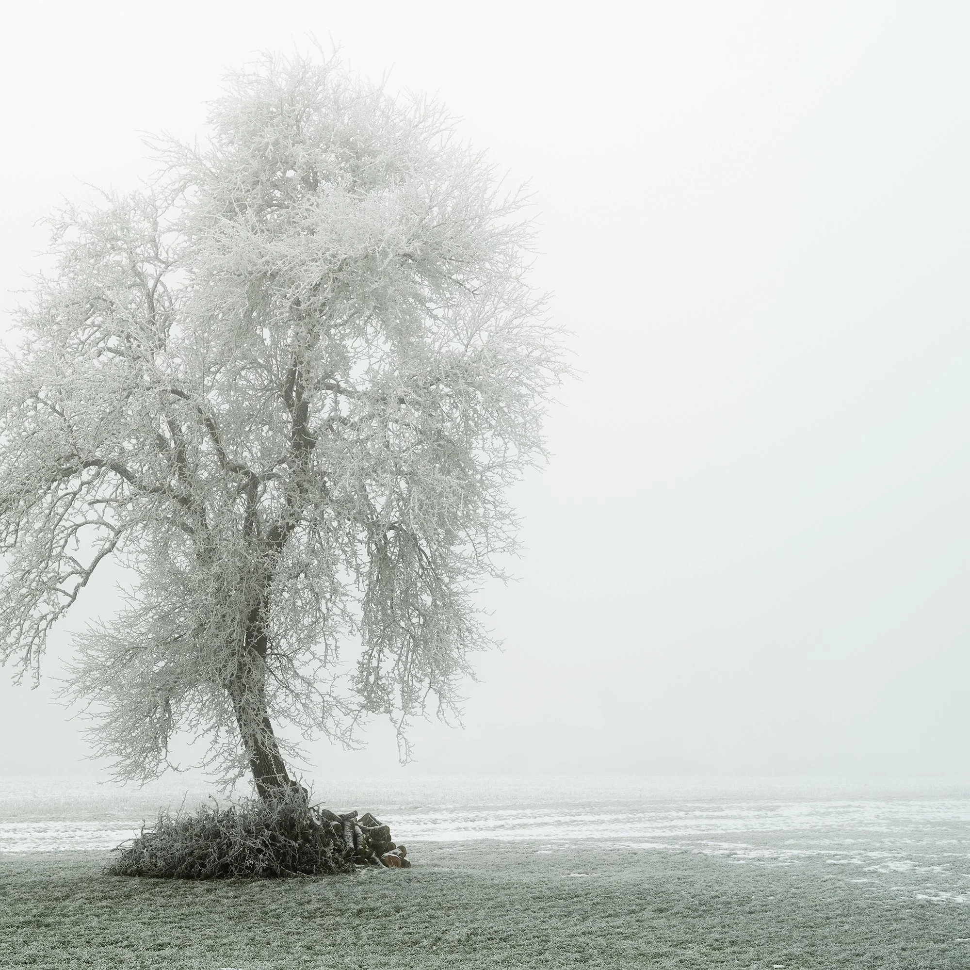 Gerald Berghammer - Color minimalist photography. A solitary tree with snow-covered branches on a small patch of land in a foggy winter landscape. Print detail 2