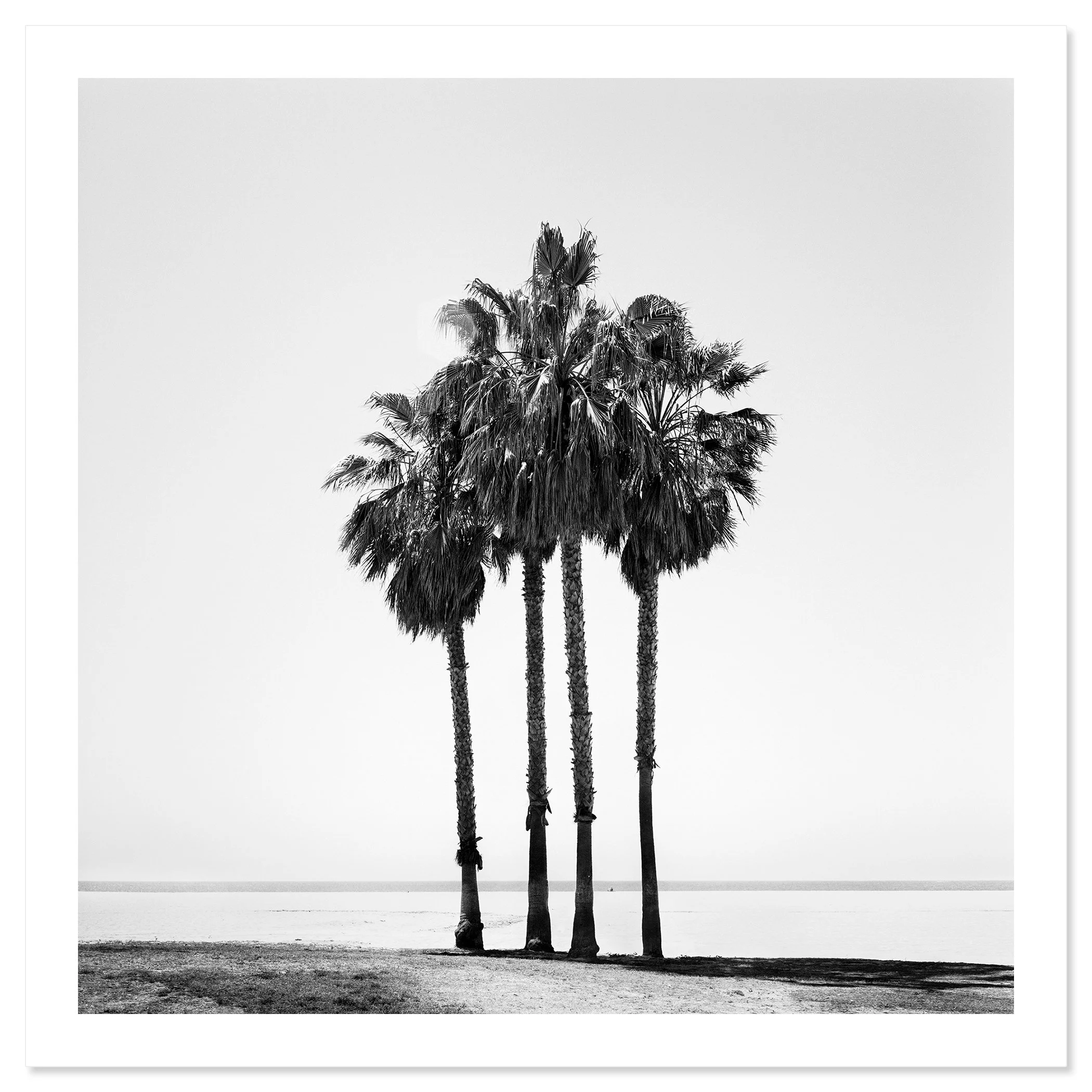 Four Palm Trees – California, USA as an archival pigment fine art print by Gerald Berghammer.