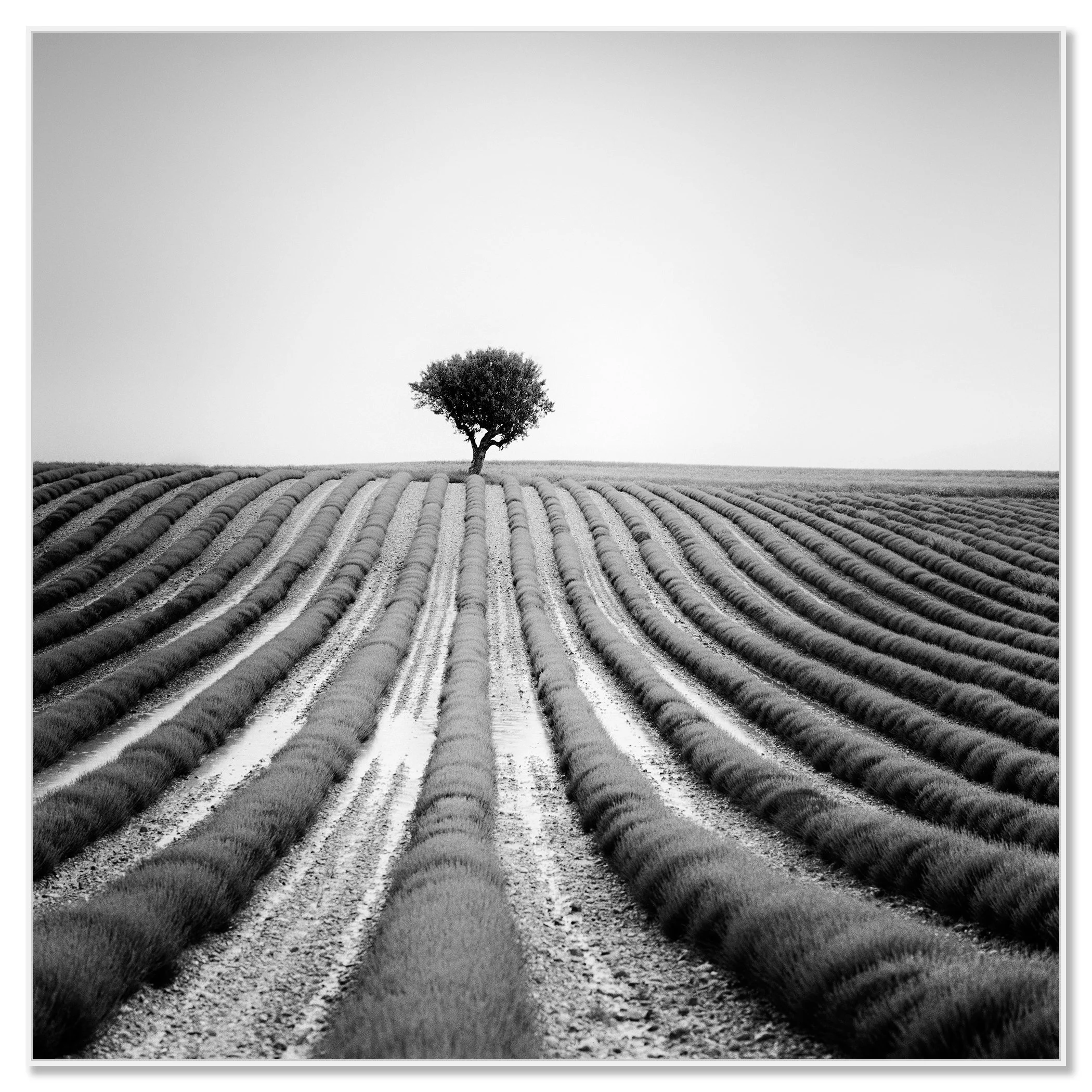 Lonely Tree in Lavender – France, black-and-white photograph on Dibond in a white aluminium ArtBox.