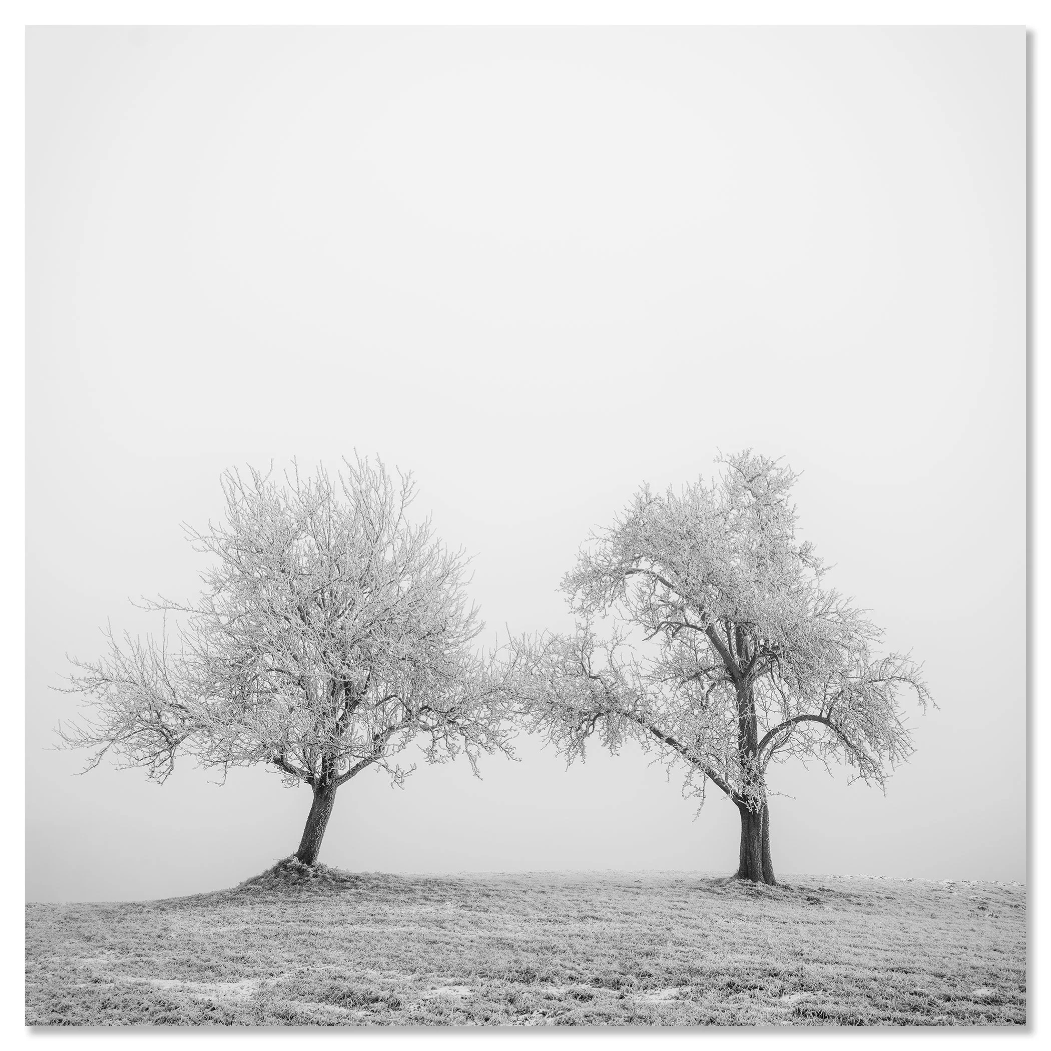 Hoarfrosted Trees Study 1 by Gerald Berghammer, black-and-white winter landscape photograph mounted on frameless aluminium Dibond.