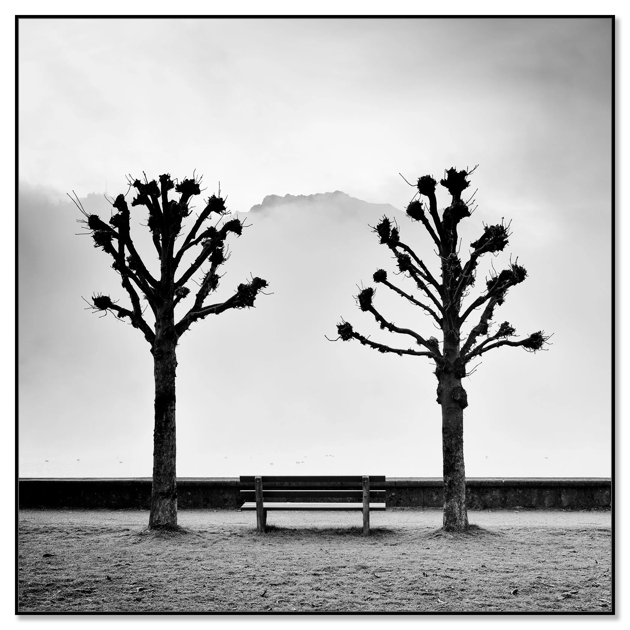 Chestnut Trees Along the Promenade by Gerald Berghammer, black-and-white Dibond print in a black aluminium ArtBox frame.