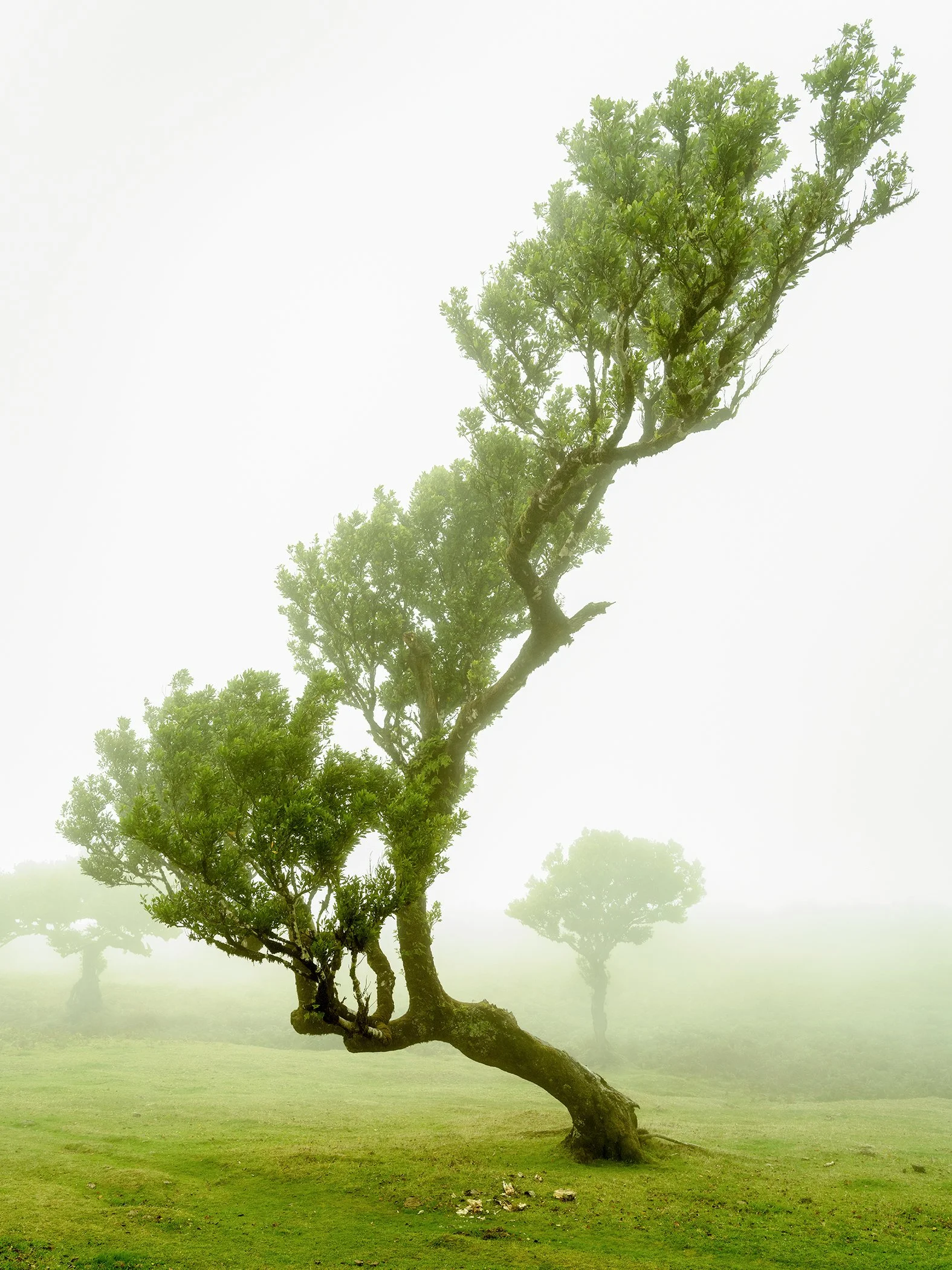 © 2021 Gerald Berghammer - Wind-bent tree with twisted trunk leaning across a misty green field, soft fog obscuring distant trees.