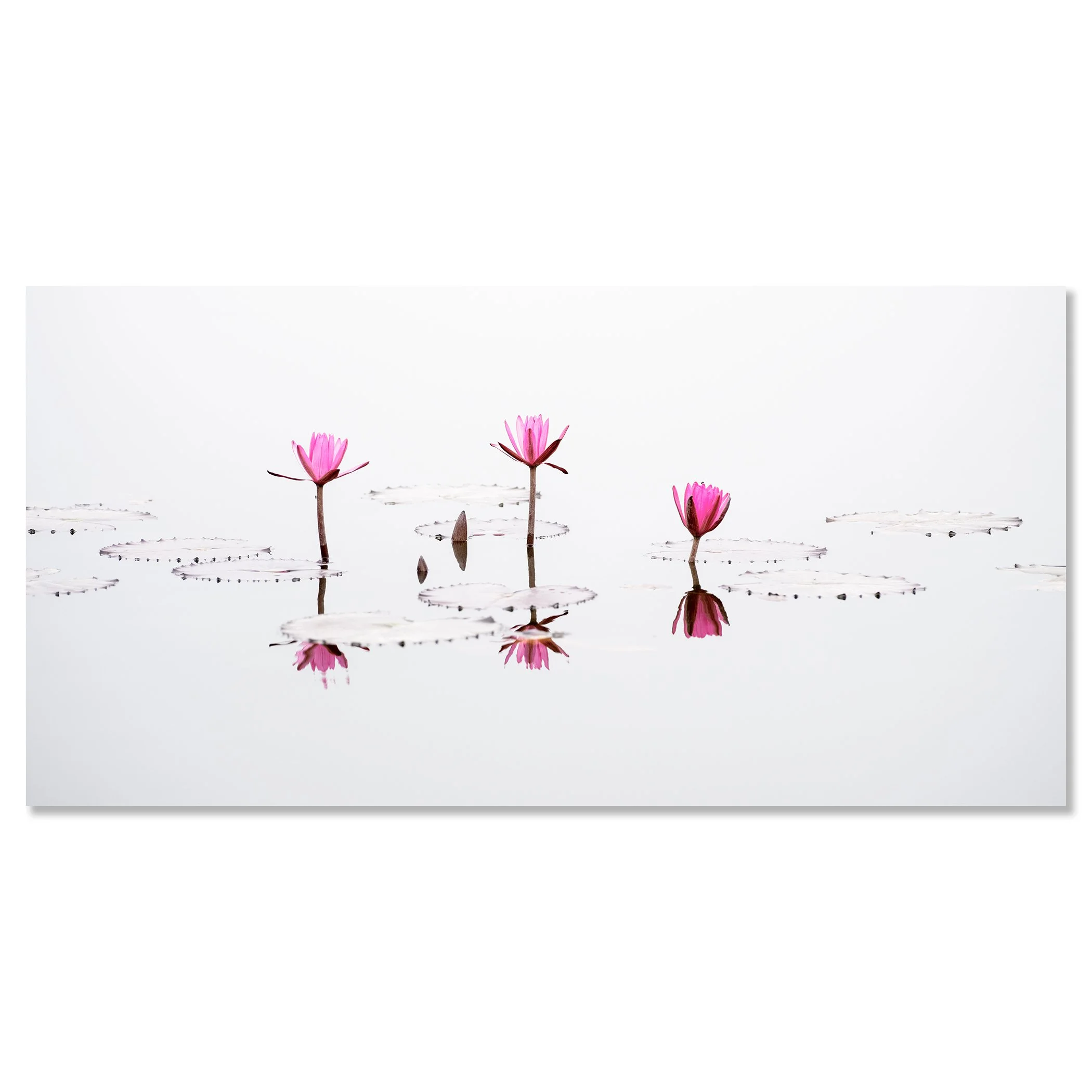 © 2025 Gerald Berghammer - Minimalist fine art photograph of pink water lilies reflected on calm water with clean white background. Chromaluxe frameless