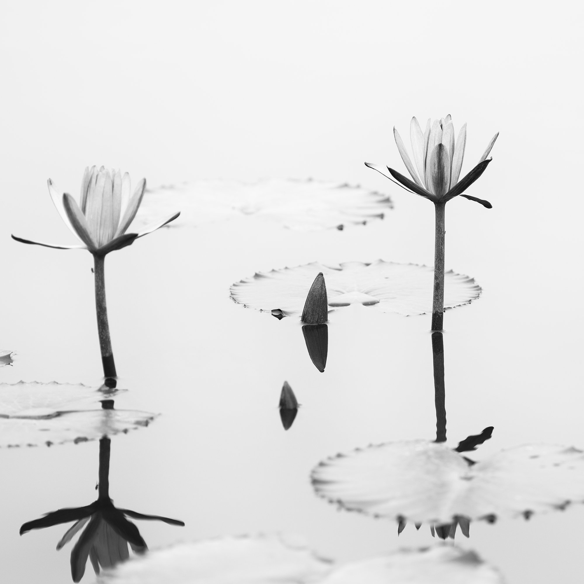 © 2025 Gerald Berghammer - Black and white minimalist waterside photography. Water lilies and lily pads on a calm pond with reflections of the flowers in the water. Print detail 1