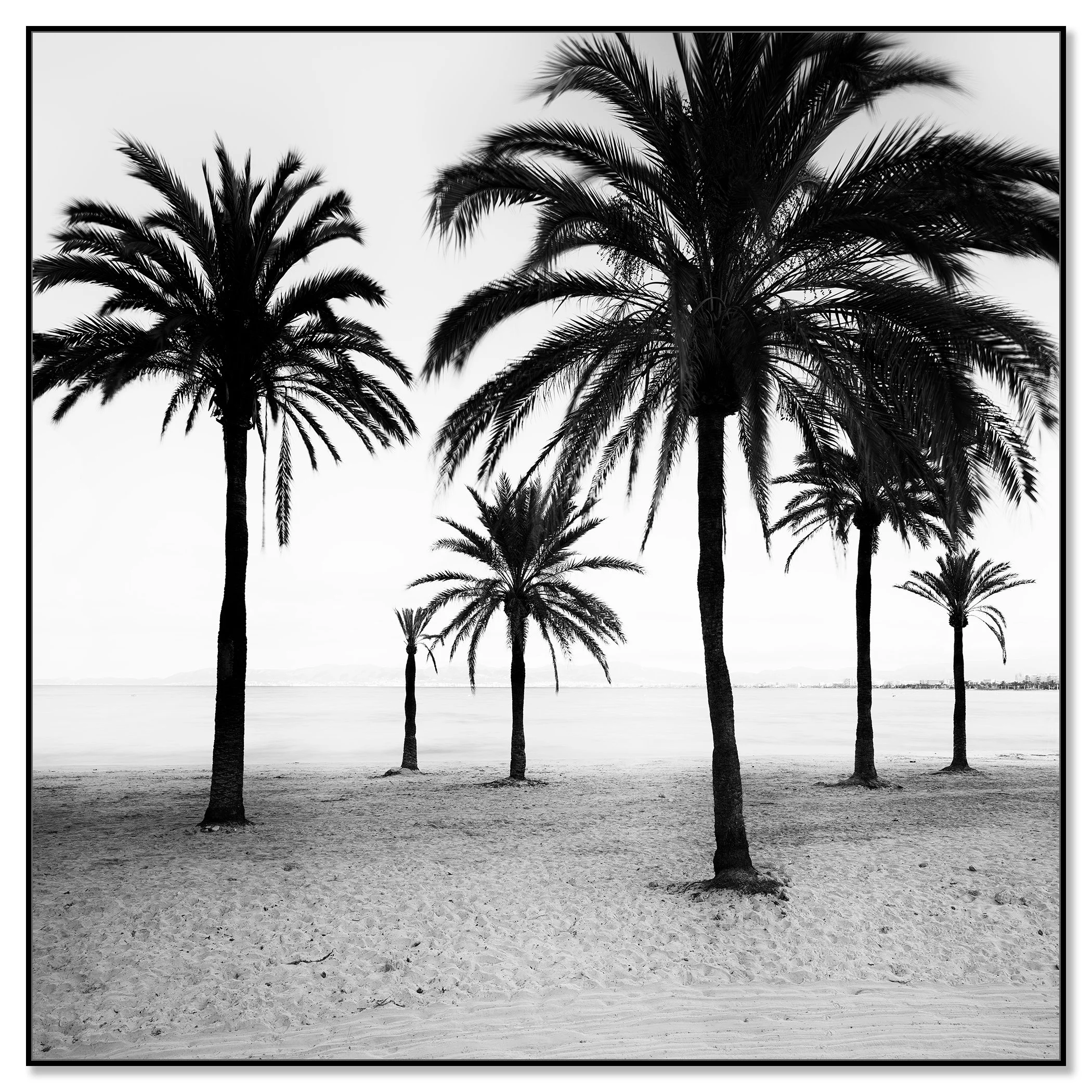 Black-and-white minimalist photo of palm trees lining a quiet beach shoreline, with the ocean stretching into the background – framed ArtBox black