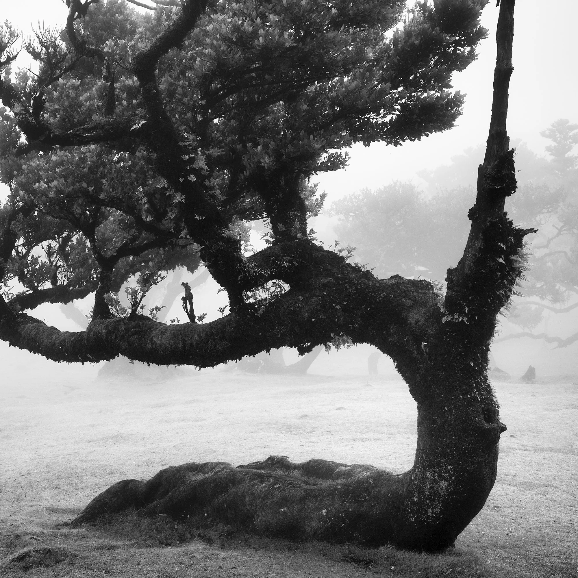 Close-up of the textured trunk and branches in Ancient Laurisilva Forest Study 12 by Gerald Berghammer.