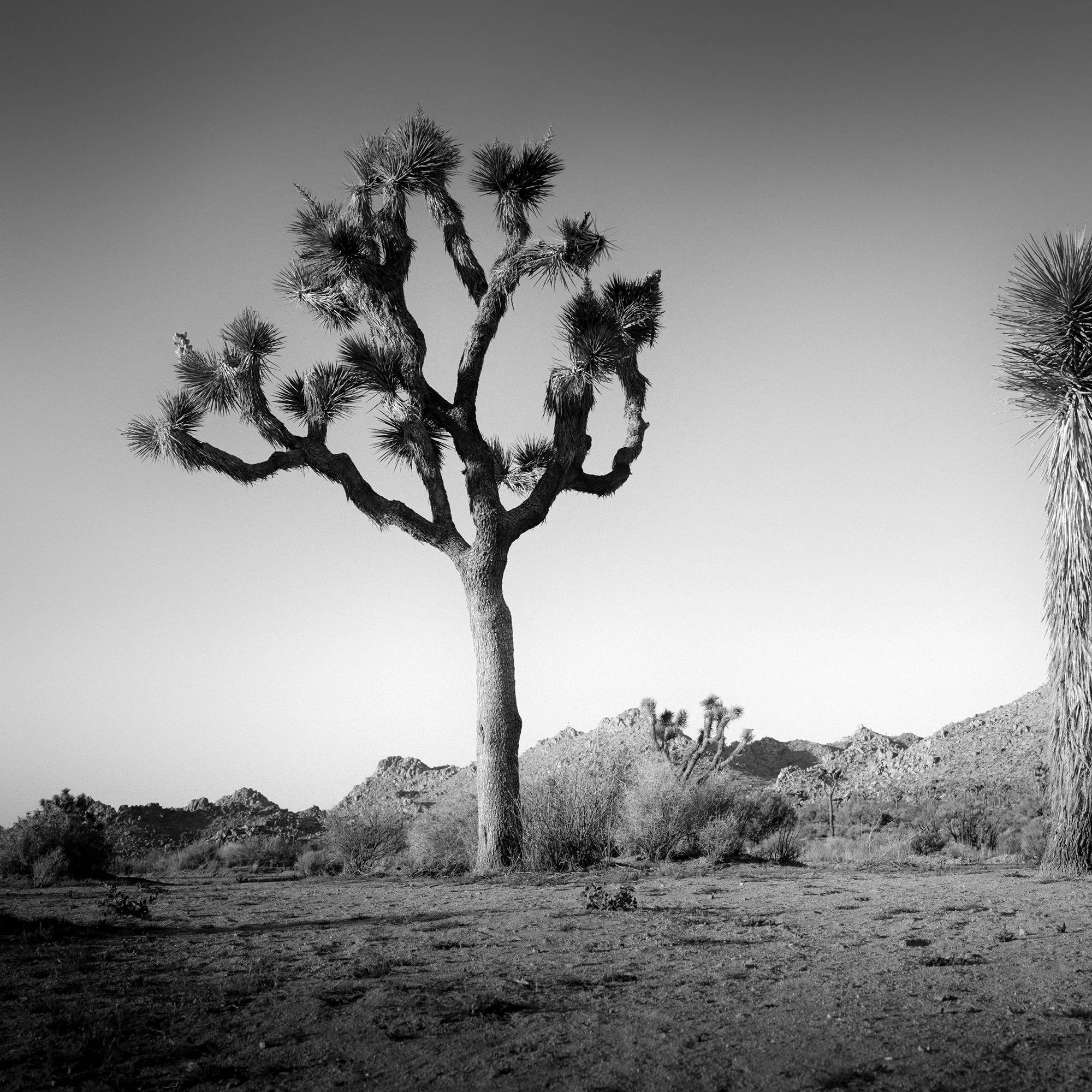 © 2015 Gerald Berghammer - Black and white photo of a desert landscape with two Joshua trees and mountain ridges, California, USA. Print detail 1