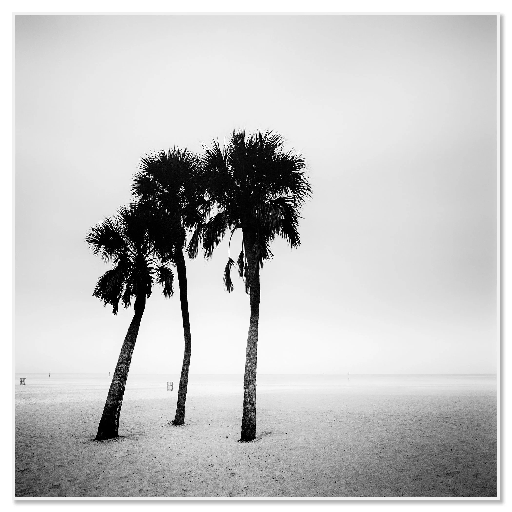 Palm Beach Study 1 by Gerald Berghammer, black-and-white Dibond print in a white aluminium ArtBox frame.