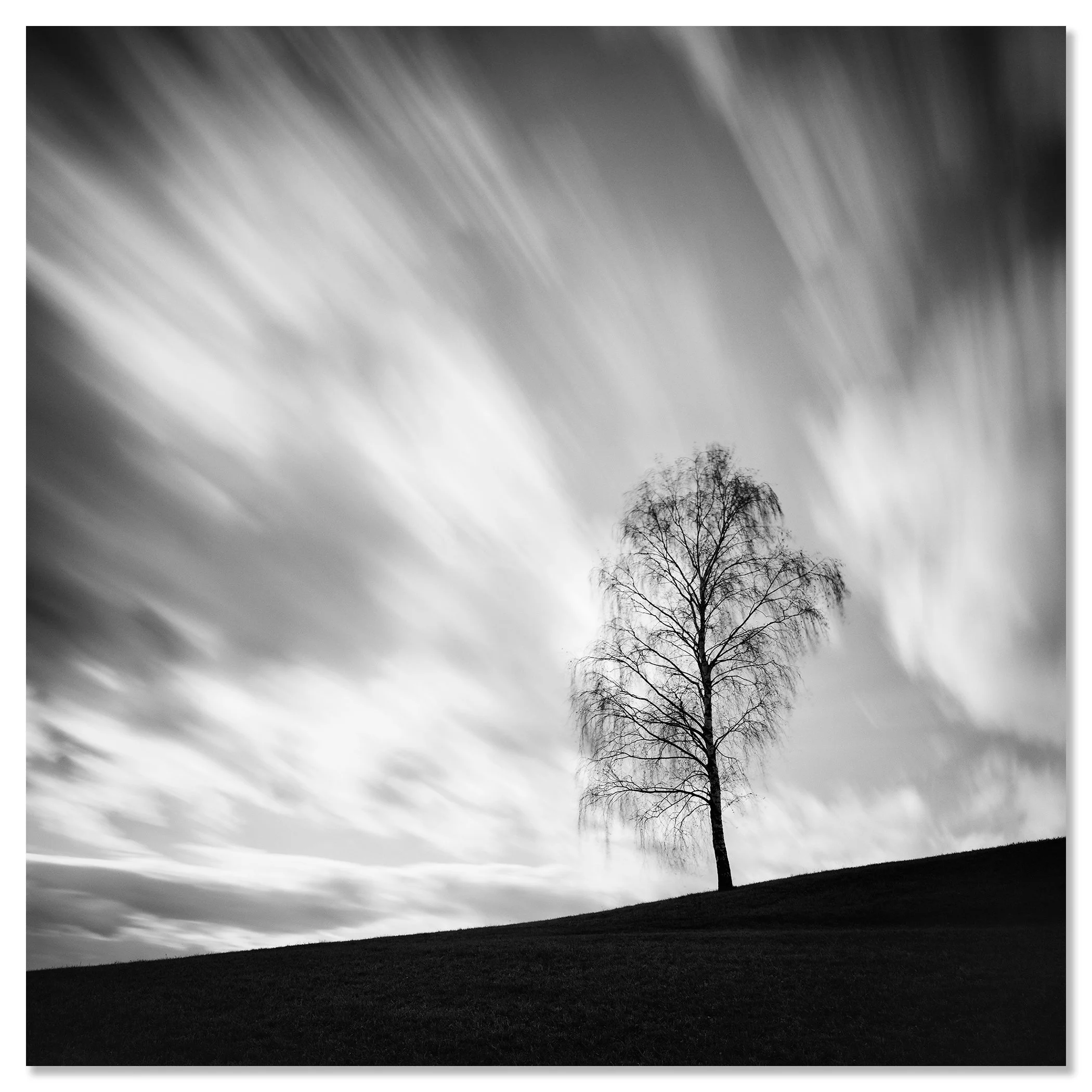 Black Birch by Gerald Berghammer shown as a frameless black-and-white photograph mounted on aluminium Dibond.