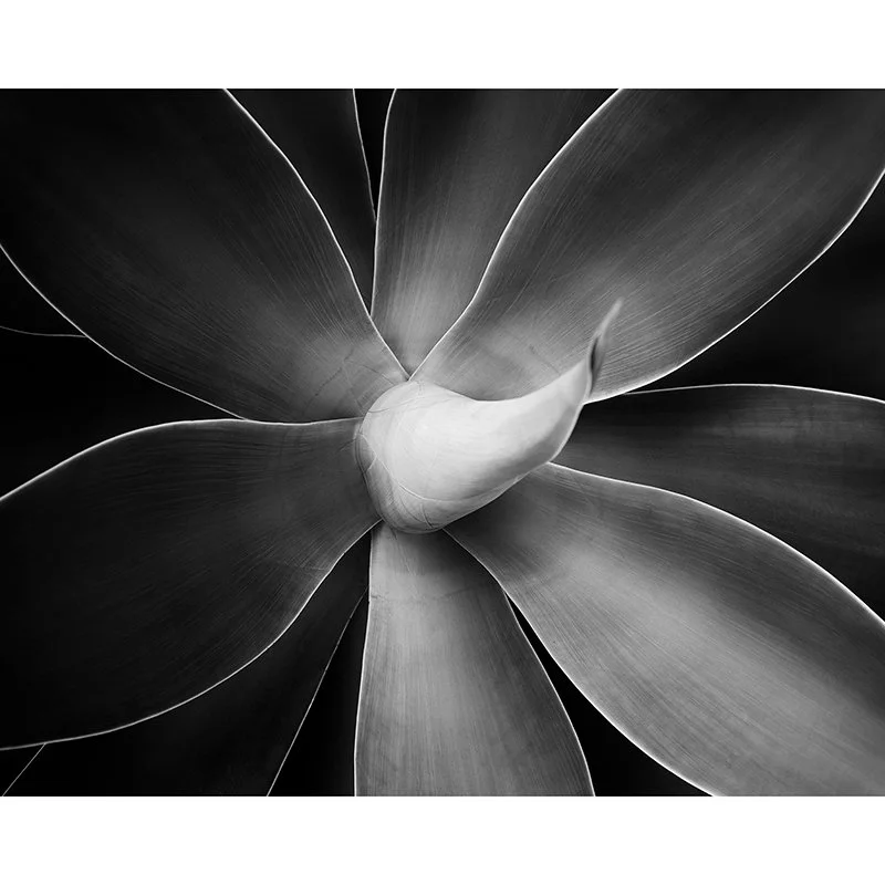 Agave Attenuata Study 1 – Spain | Gerald Berghammer