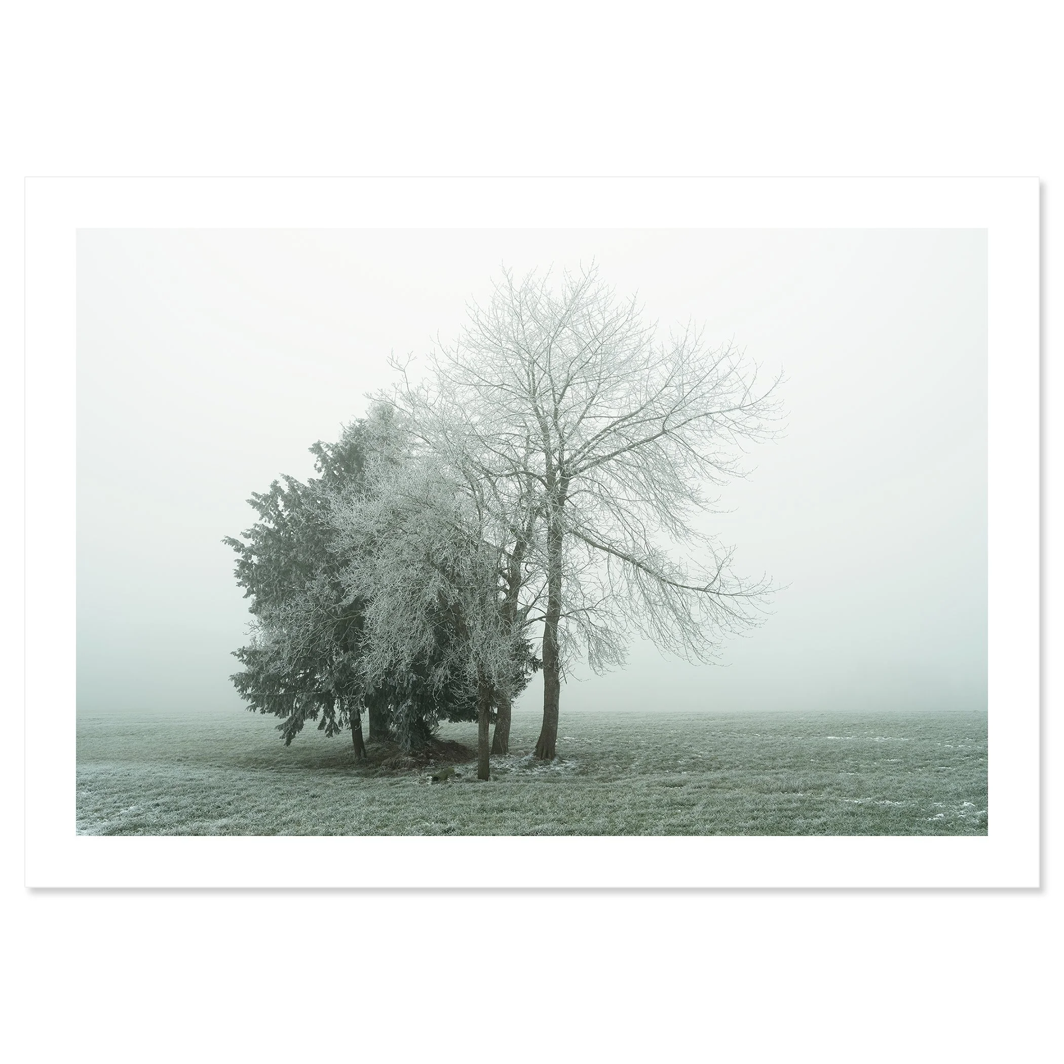 Gerald Berghammer - Color minimalist landscape photography. Frost-covered trees in a foggy winter landscape with green grass. Fine art print only