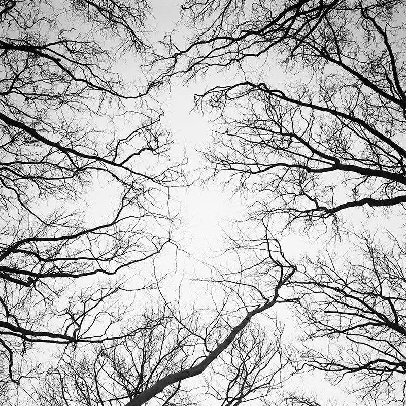 Gerald Berghammer - Chestnut Trees Study 1, Paris, France