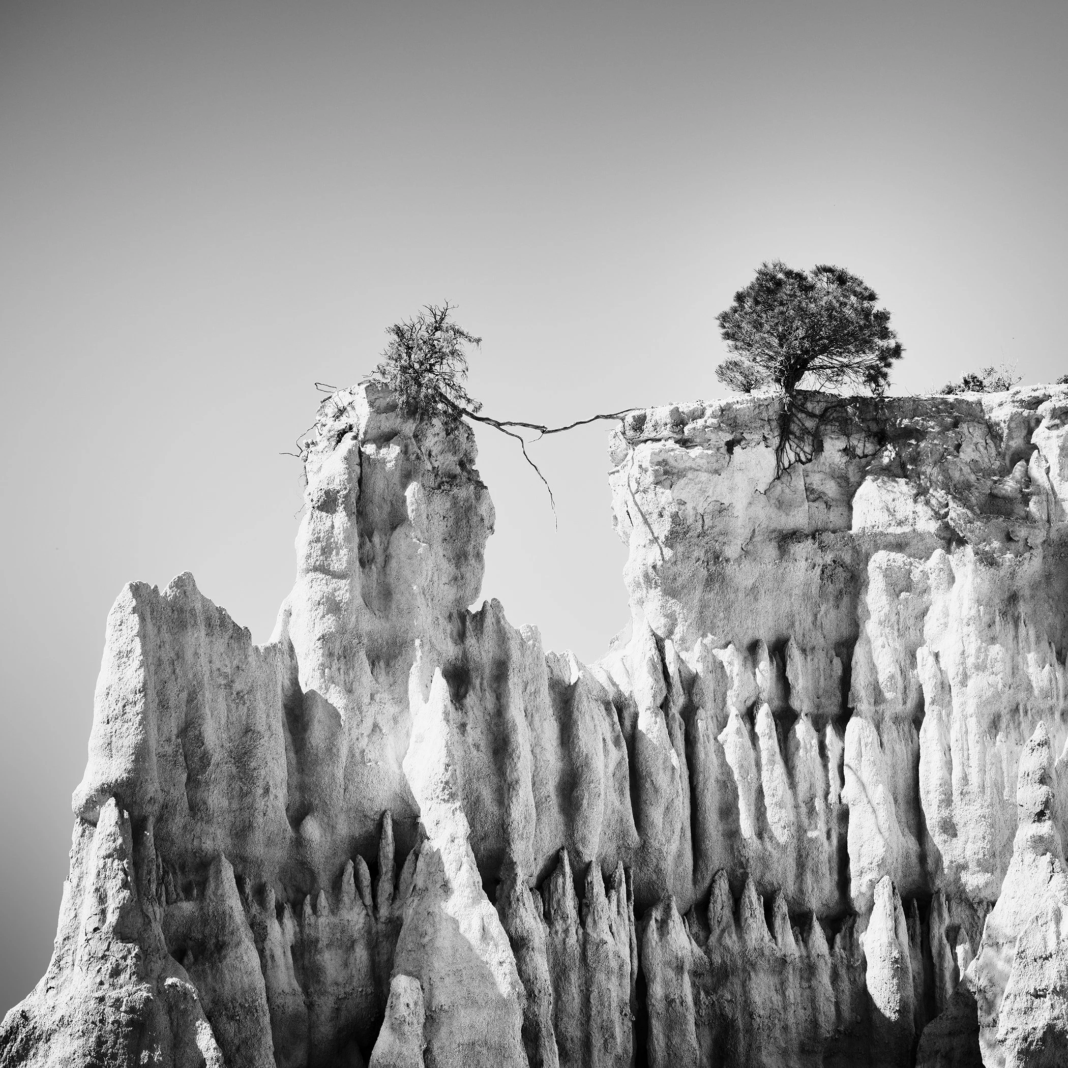 Minimalist monochrome landscape photo showing two trees growing on a rocky cliff, with one tree leaning out over the edge