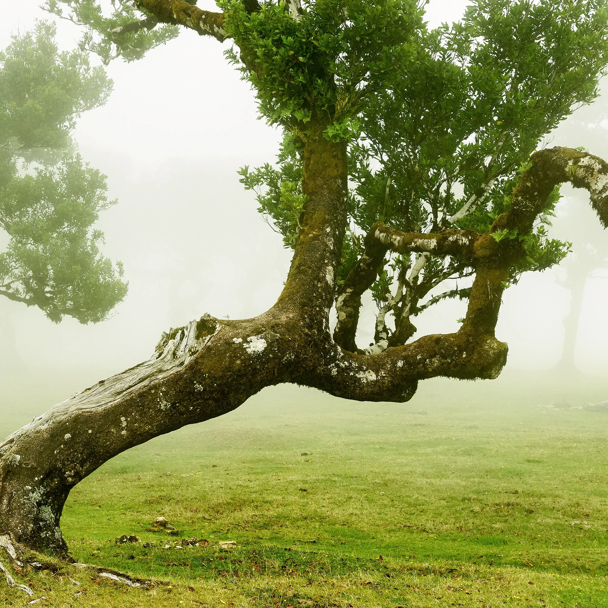 © 2021 Gerald Berghammer - Wind-shaped trees in a green meadow surrounded by soft morning fog, creating a calm, atmospheric landscape. Print detail 3