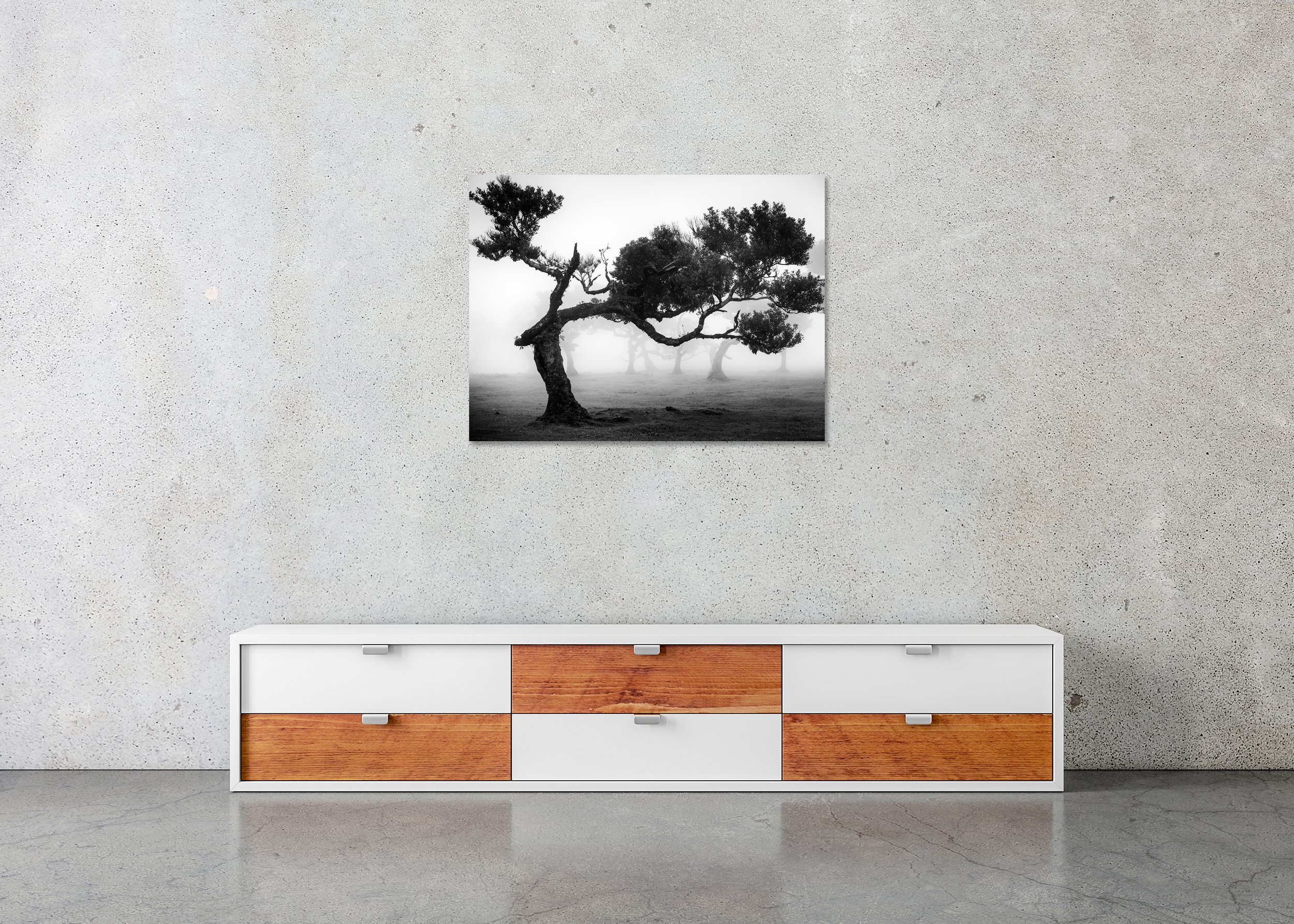 Ancient Laurisilva Forest Study 9 – Portugal, black-and-white photo print mounted to Dibond, frameless