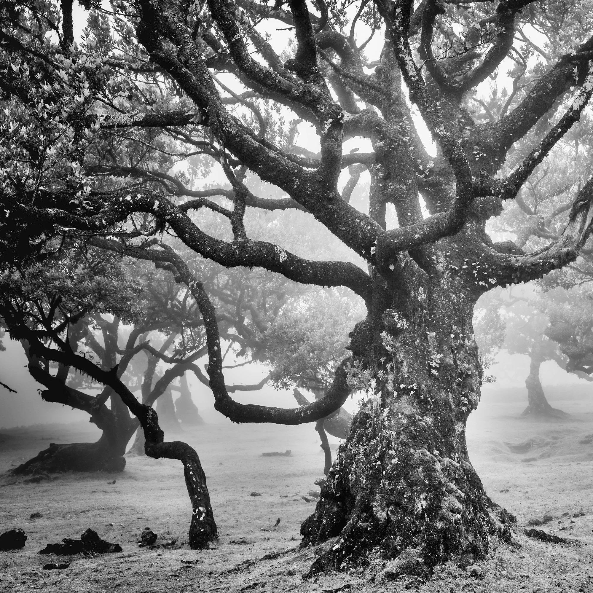 Detail of the weathered trunk and sweeping branches of an ancient laurel tree in Fanal Forest, Madeira, photographed by Gerald Berghammer.