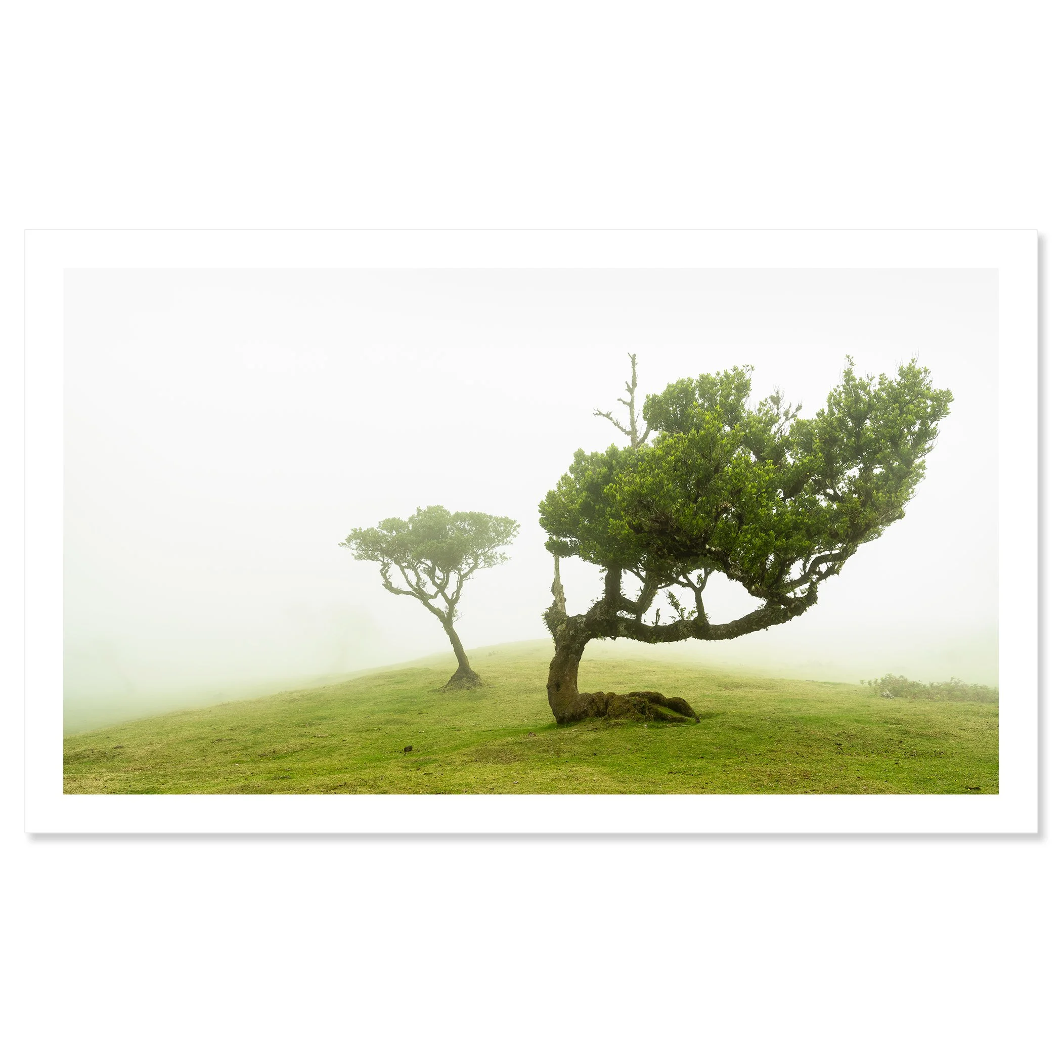 © 2021 Gerald Berghammer - Two windswept trees on a grassy hill enveloped in fog. Fine art print only