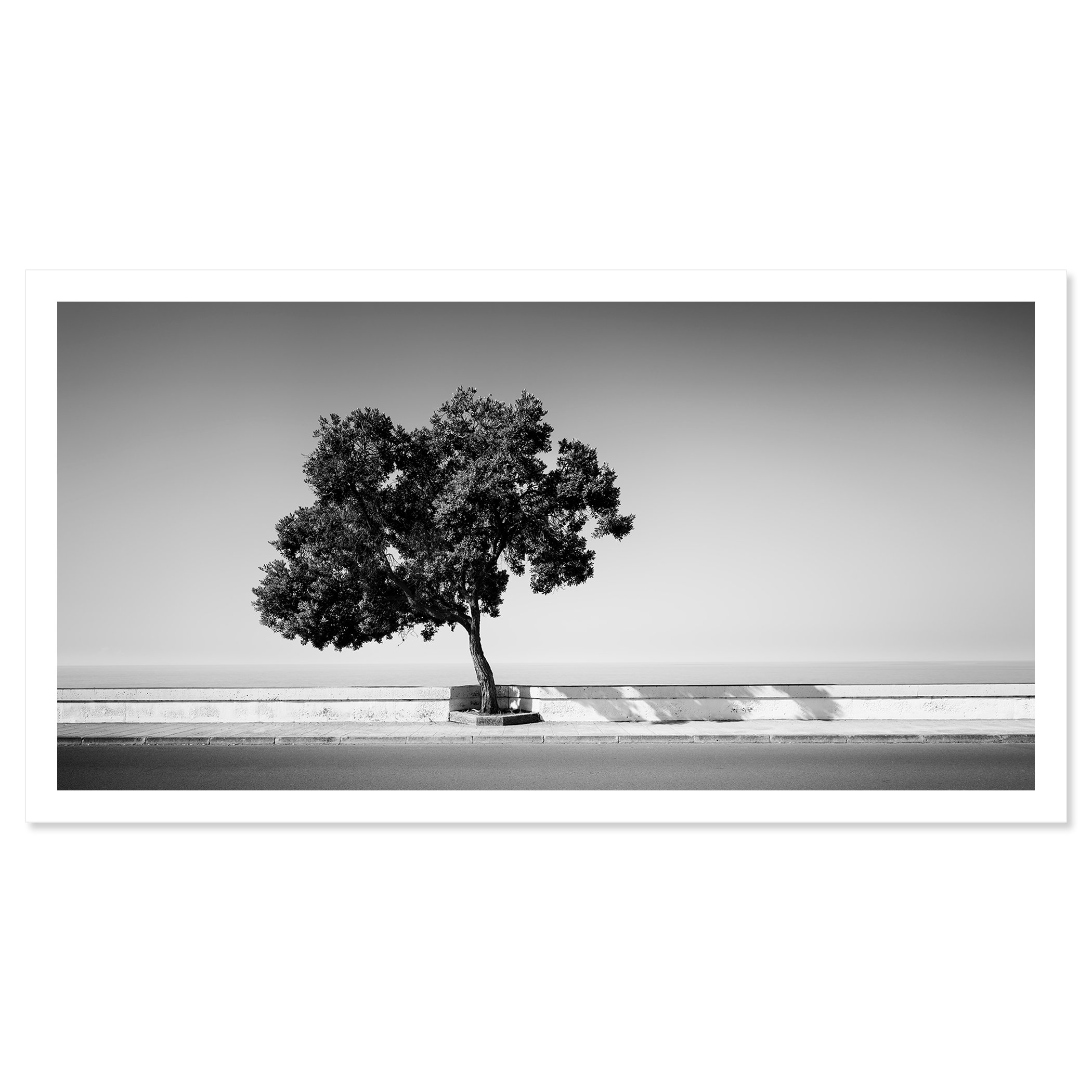 Tree by the Waterfront by Gerald Berghammer, black-and-white fine art print with white border, photographed in Madeira, Portugal.