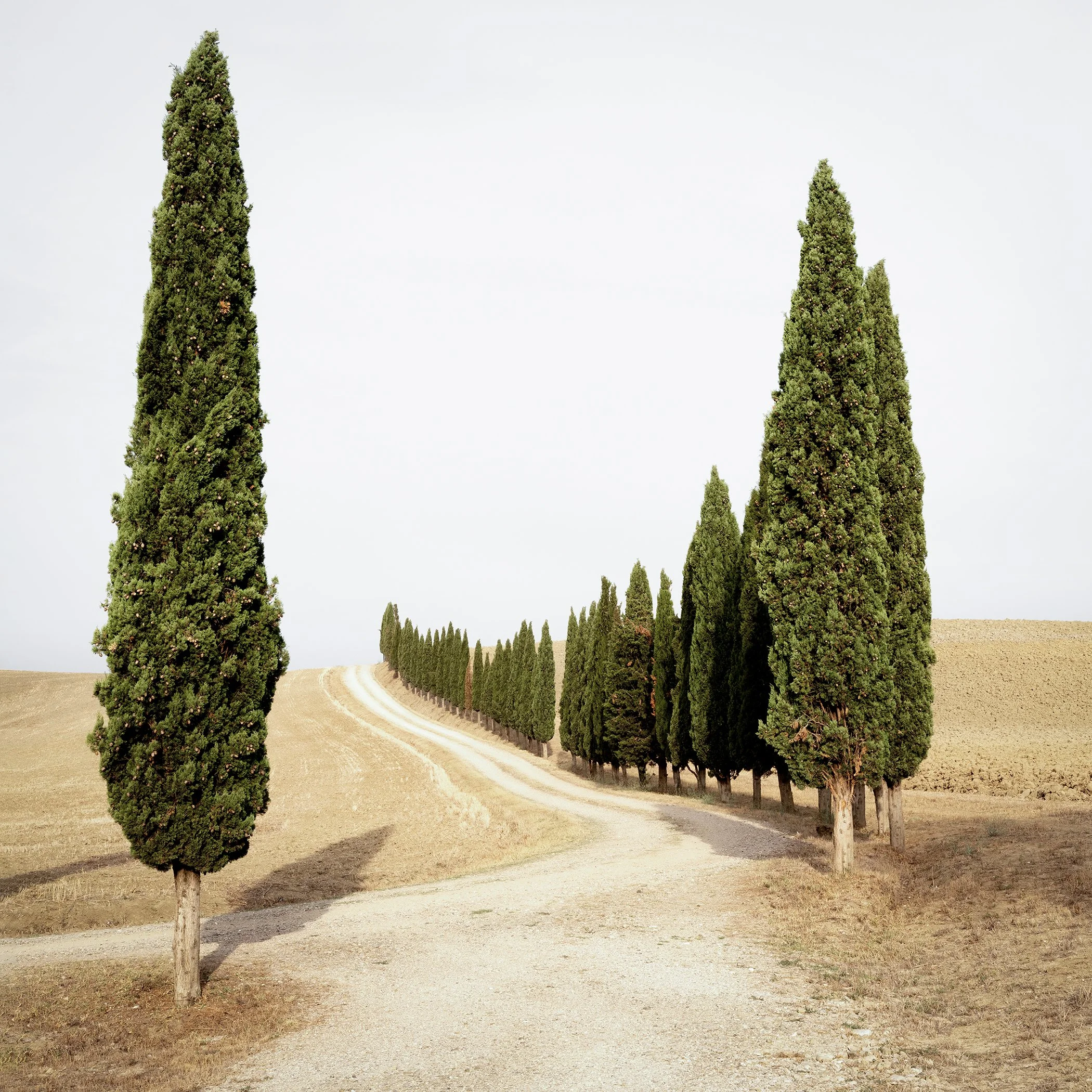 Gerald Berghammer - Color landscape photography. A winding dirt road lined with tall, green cypress trees on both sides in a dry, open landscape.