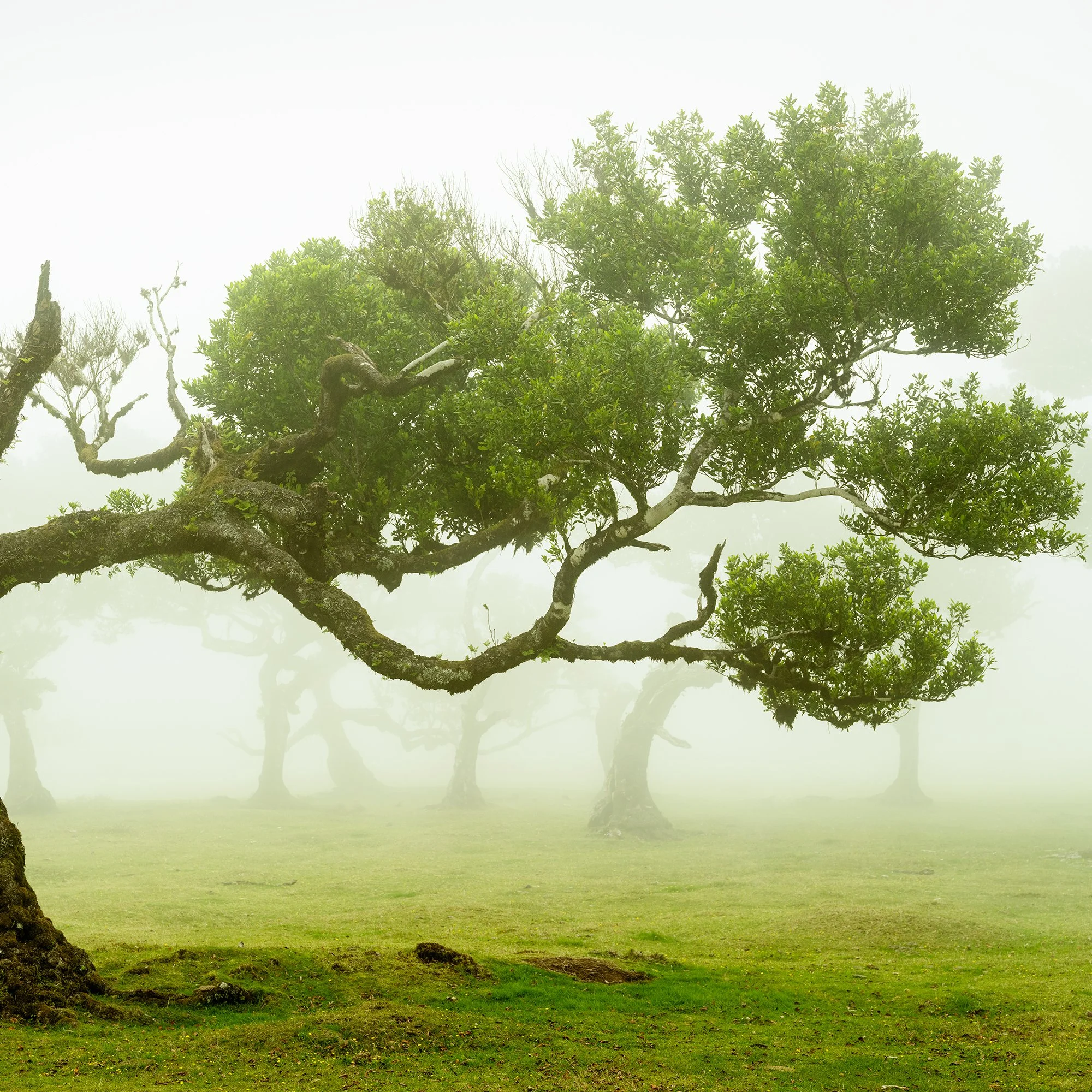© 2021 Gerald Berghammer - A twisted tree with green foliage standing alone on a grassy field, shrouded in fog. Print detail 2