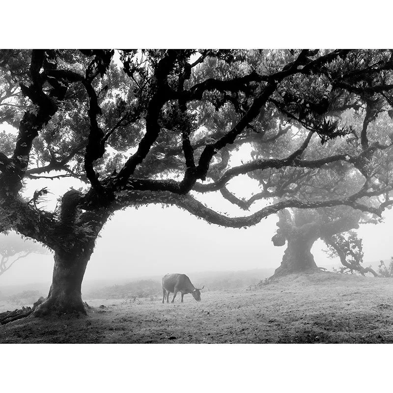 Cows in a Foggy Pasture Study 4 – Portugal | Gerald Berghammer