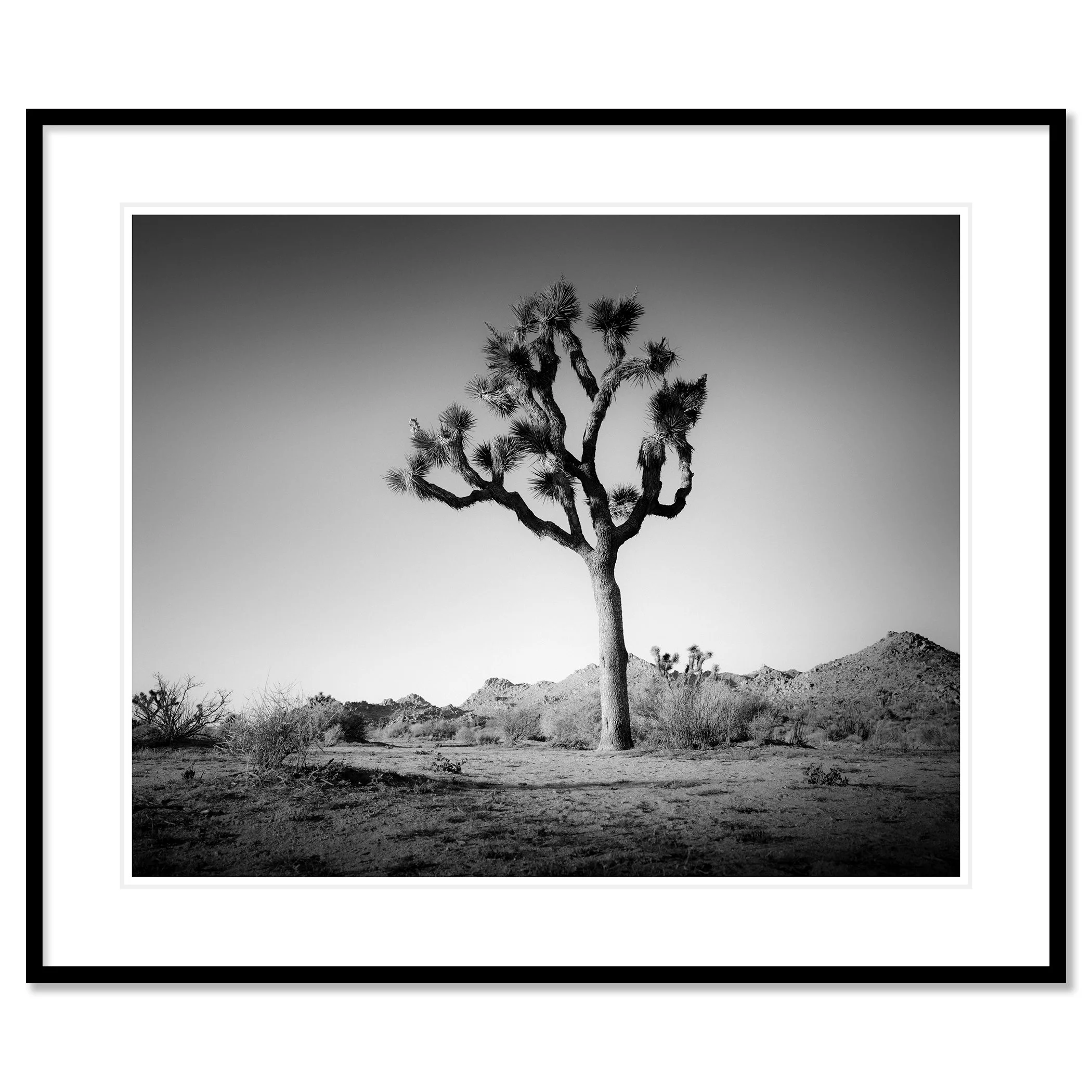 © 2015 Gerald Berghammer - Black and white minimalist photograph of a tall desert Joshua tree with mountains in the background. Classic framed black