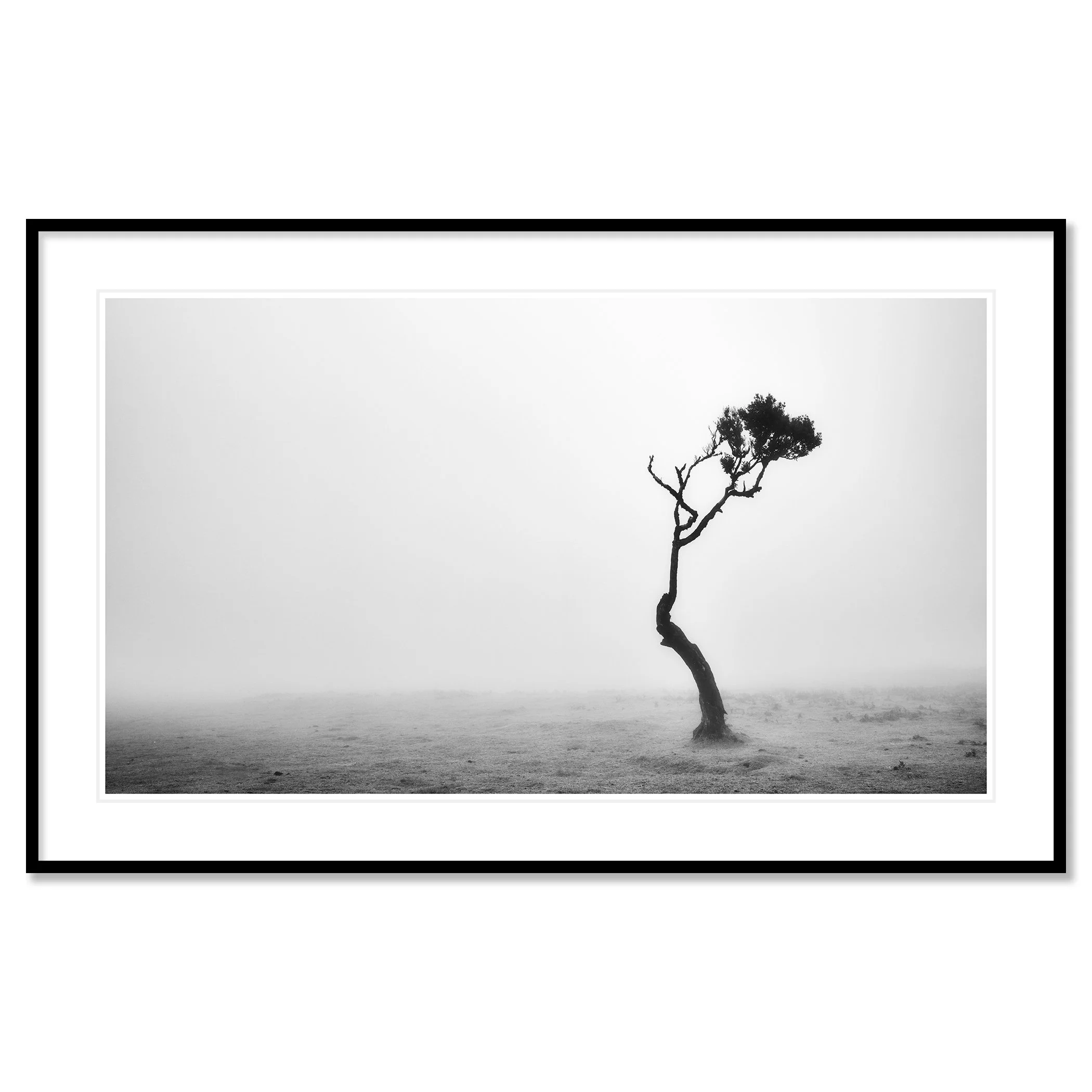 Lonely Tree in the Fog by Gerald Berghammer, archival black-and-white fine art print in a black aluminium frame with white mount.