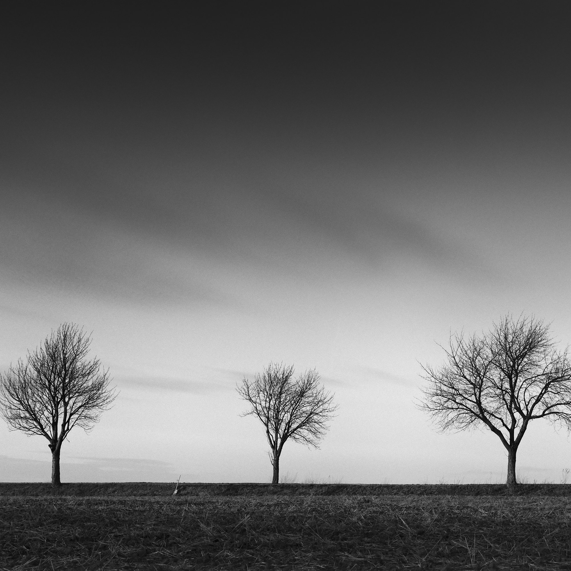 Gerald Berghammer - Black and white landscape panorama photography. Six leafless trees evenly spaced across a flat landscape under a dramatic, cloudy sky. Print detail 3